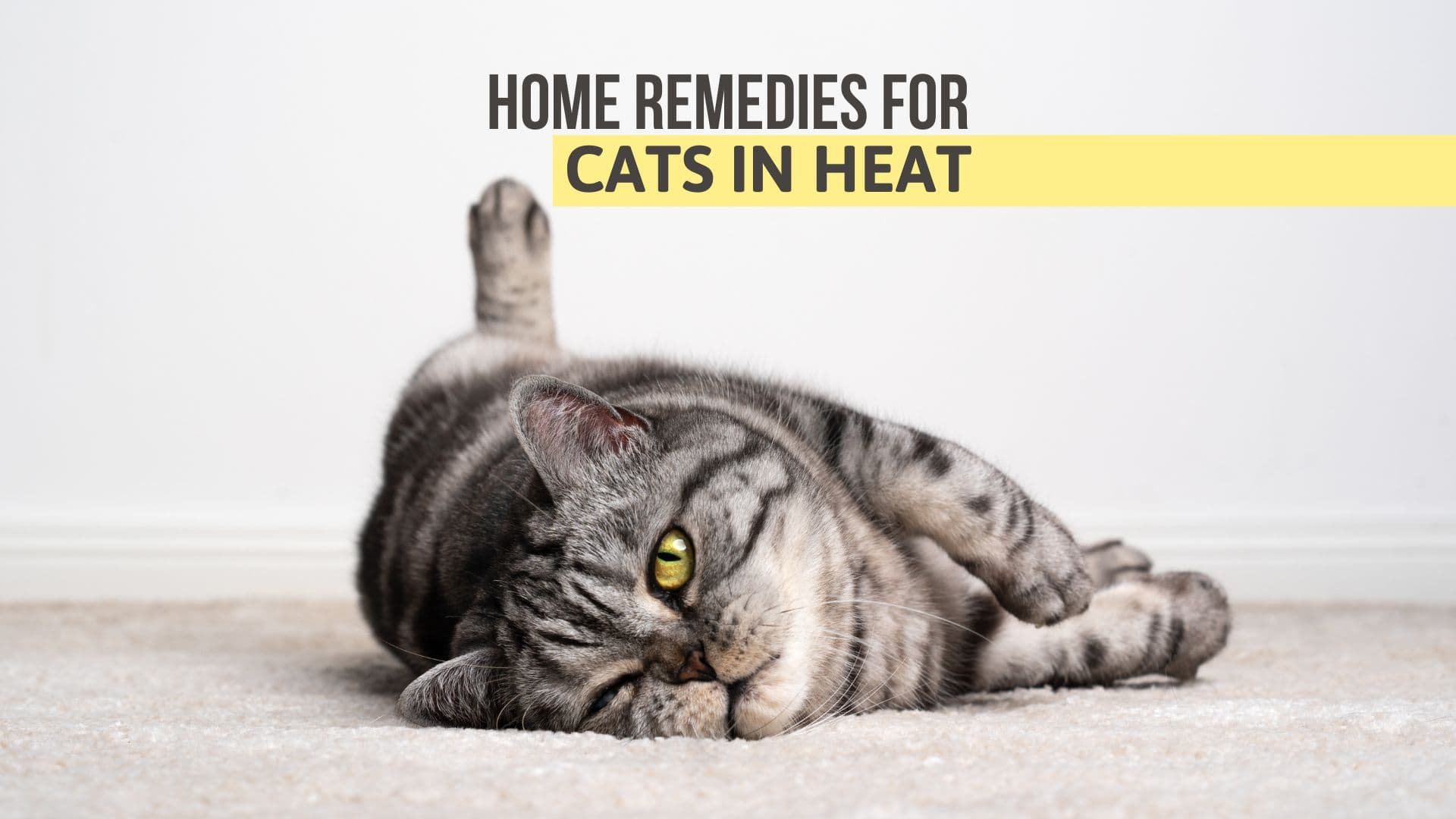 Home Remedies For Cats In Heat