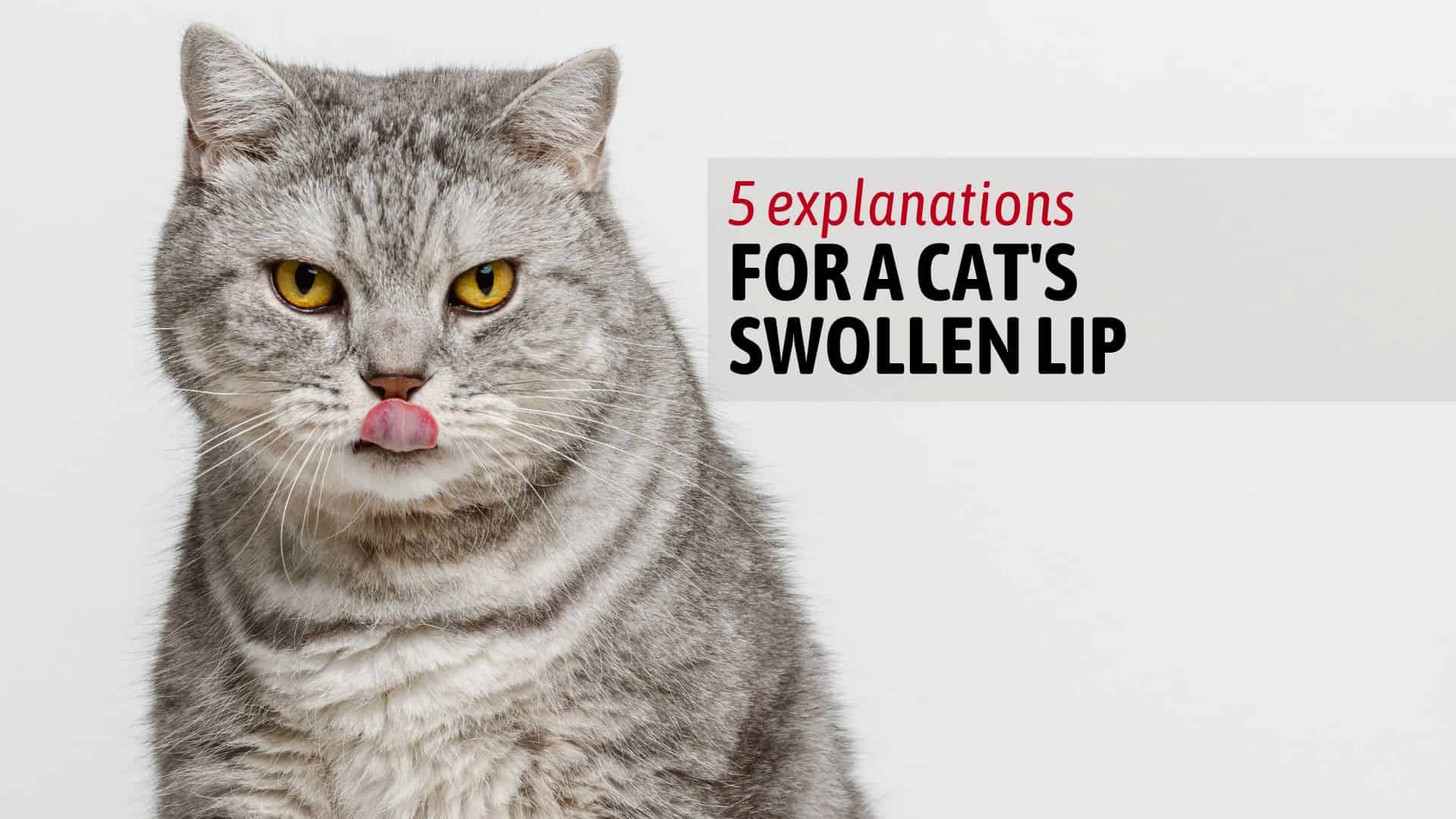 cat with swollen lip