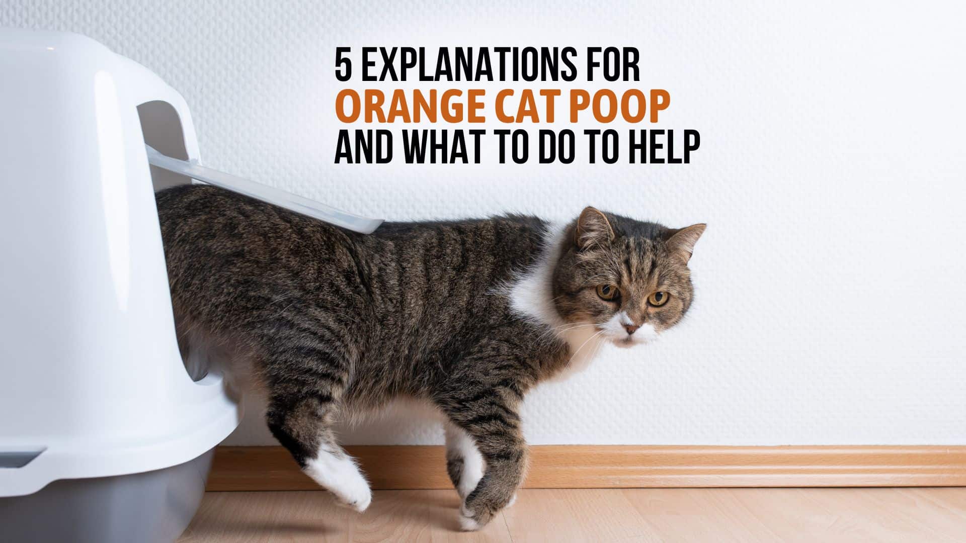 Orange Cat Poop