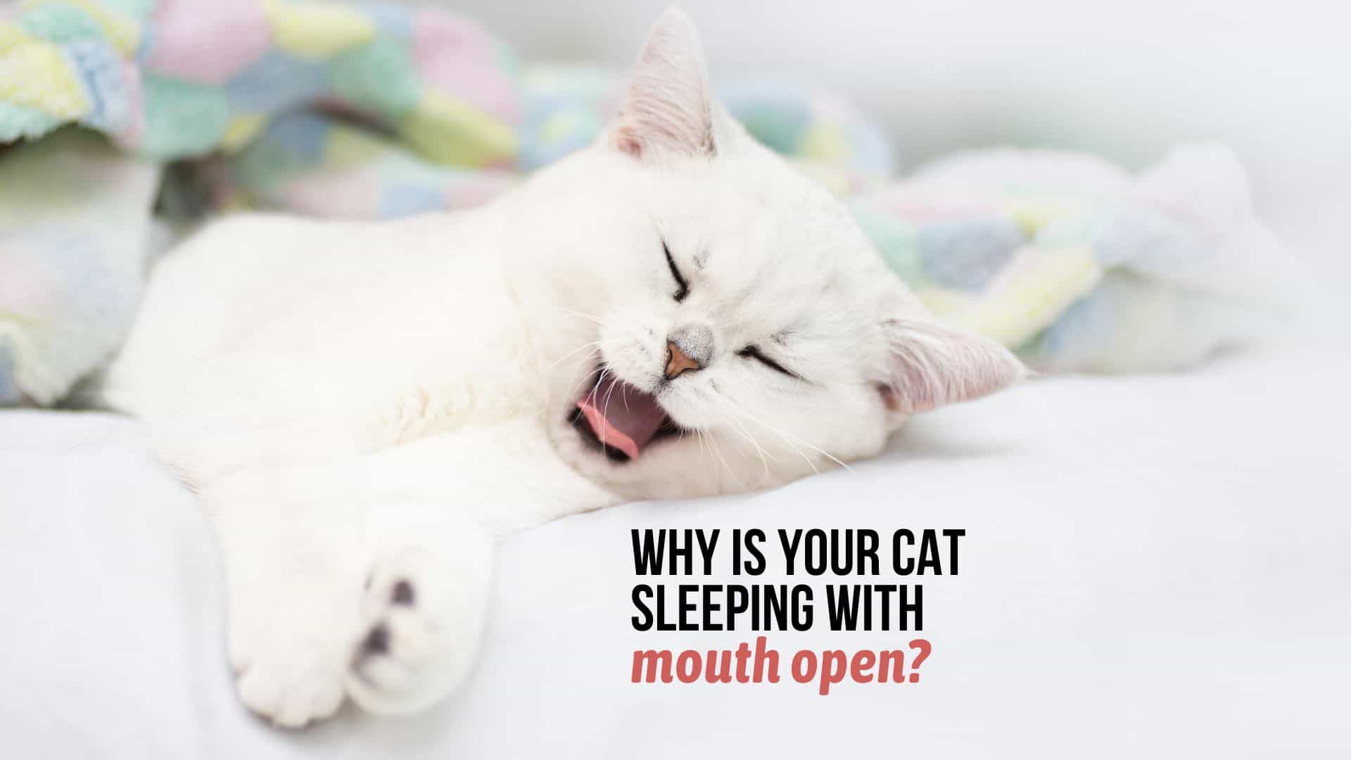 cat sleeps with mouth open