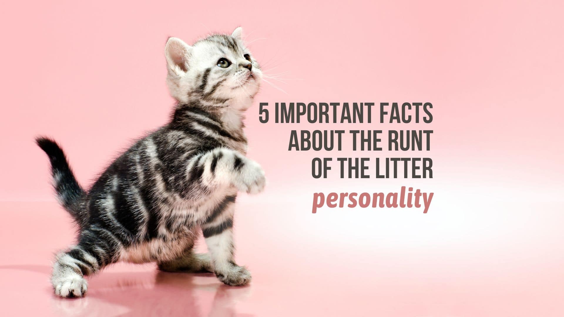 facts about runt of the litter