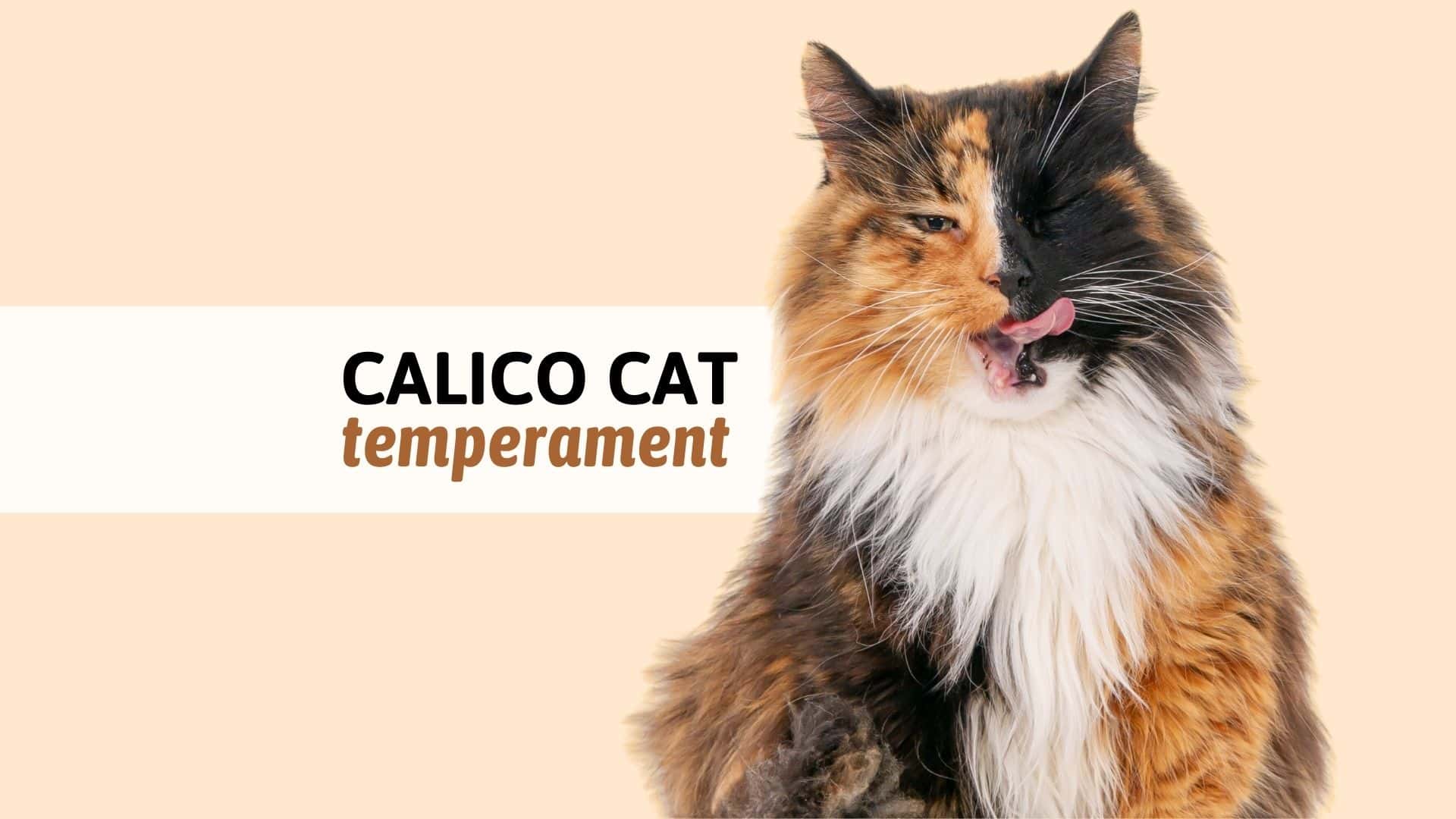 calico cat