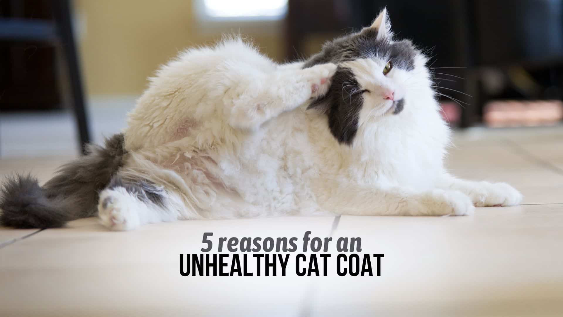 unhealthy cat coat