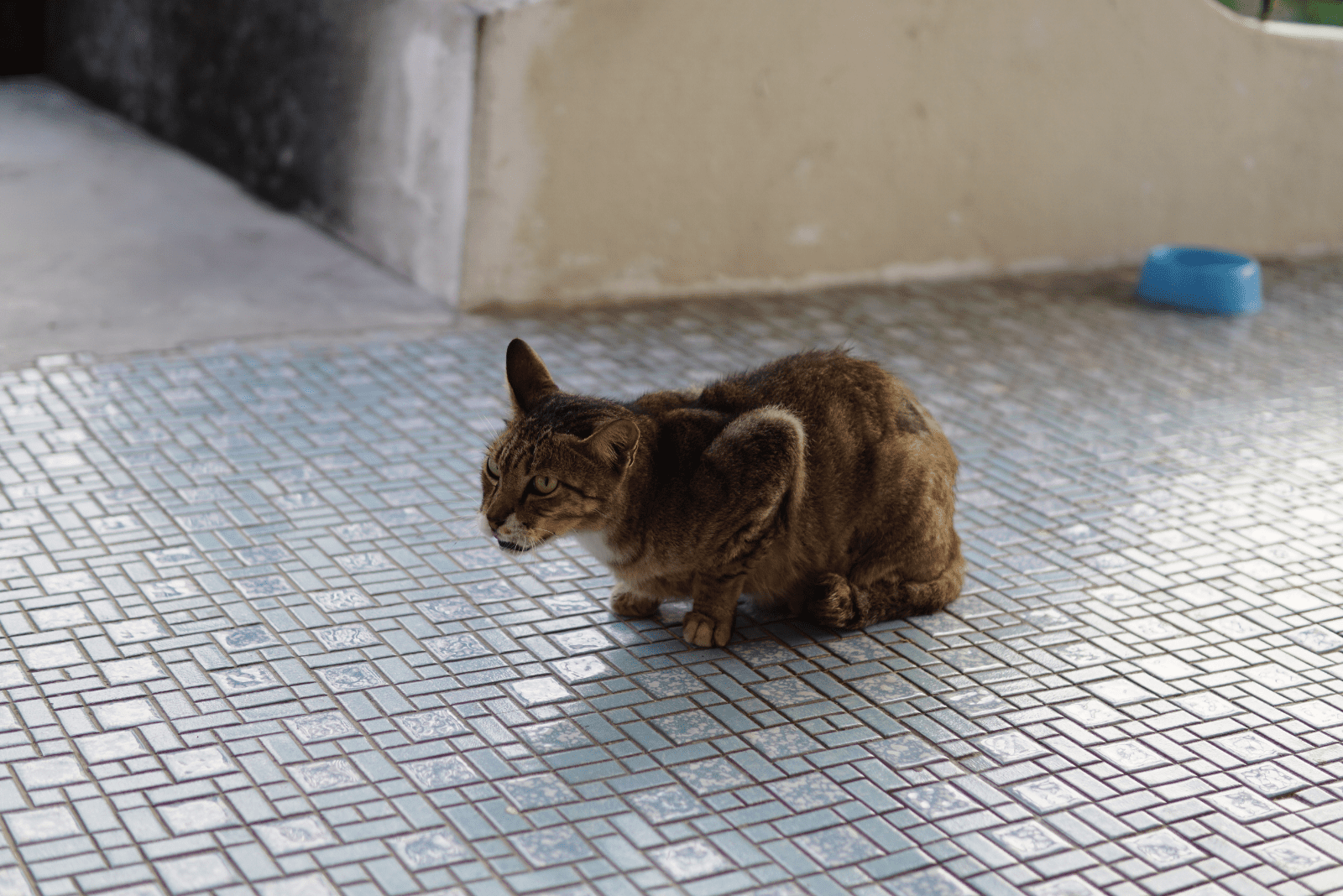 the cat is sitting on the pavement and coughing