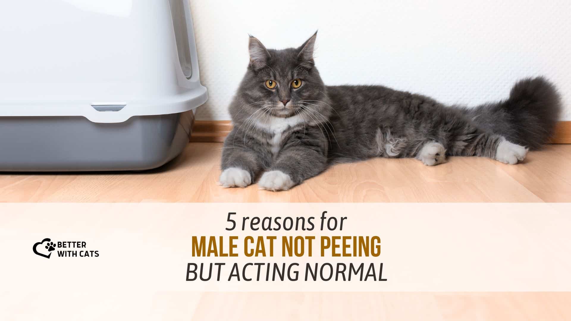 reasons why the cat does not pee