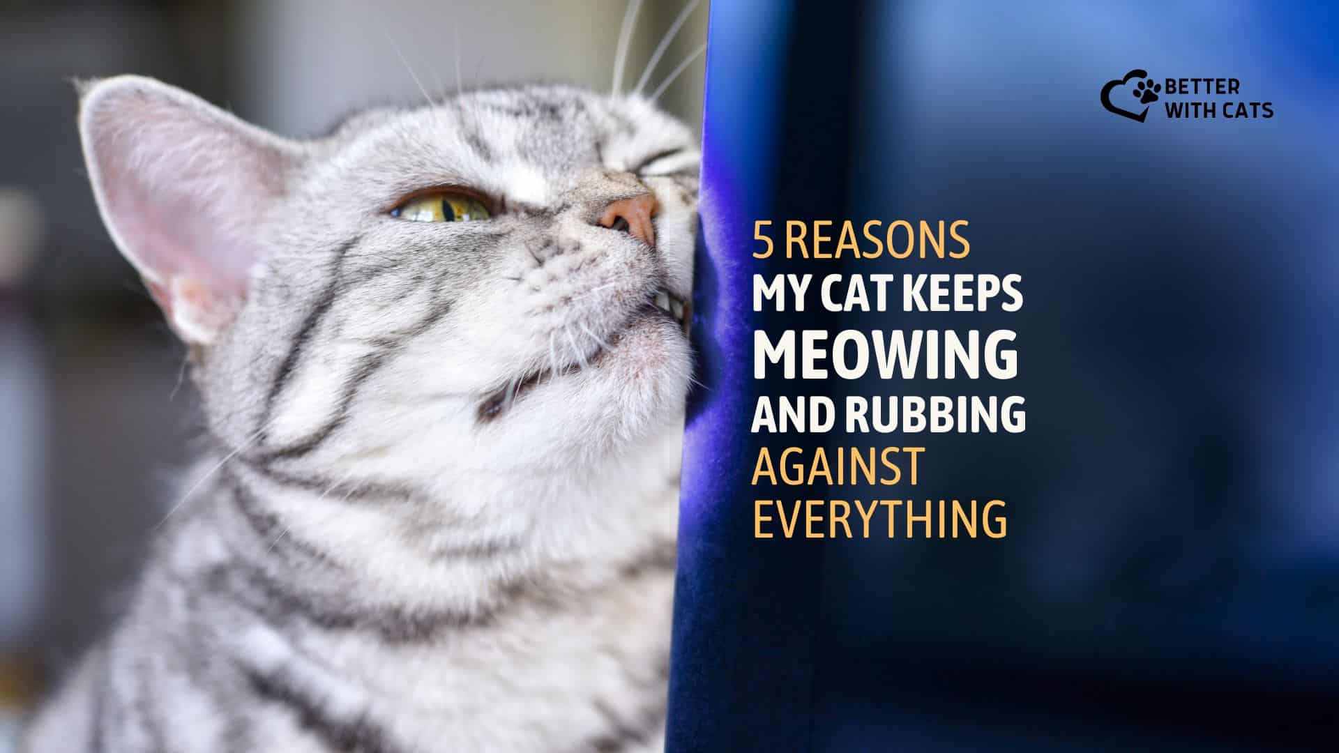 Why Cat Keeps Meowing And Rubbing