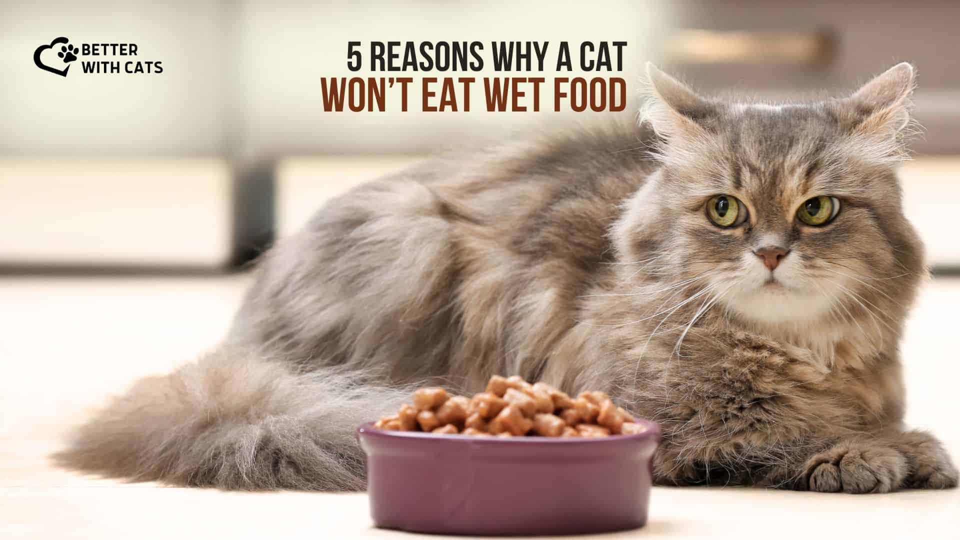 why the cat does not eat wet food