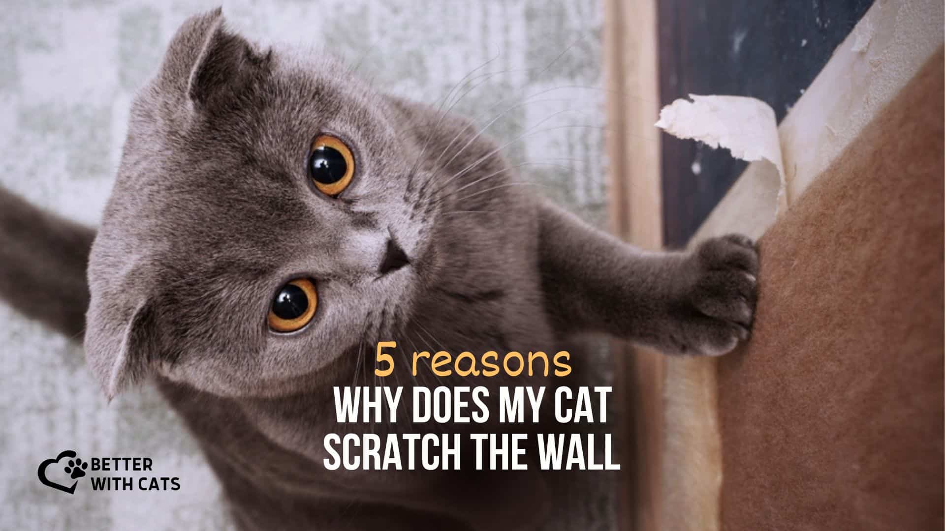 why is the cat scratching the wall