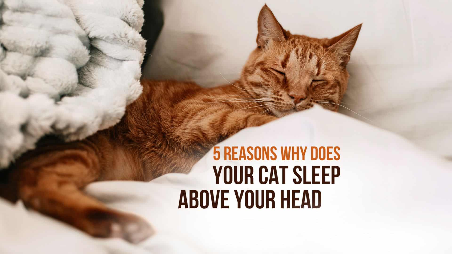 why does your cat sleeping above your head