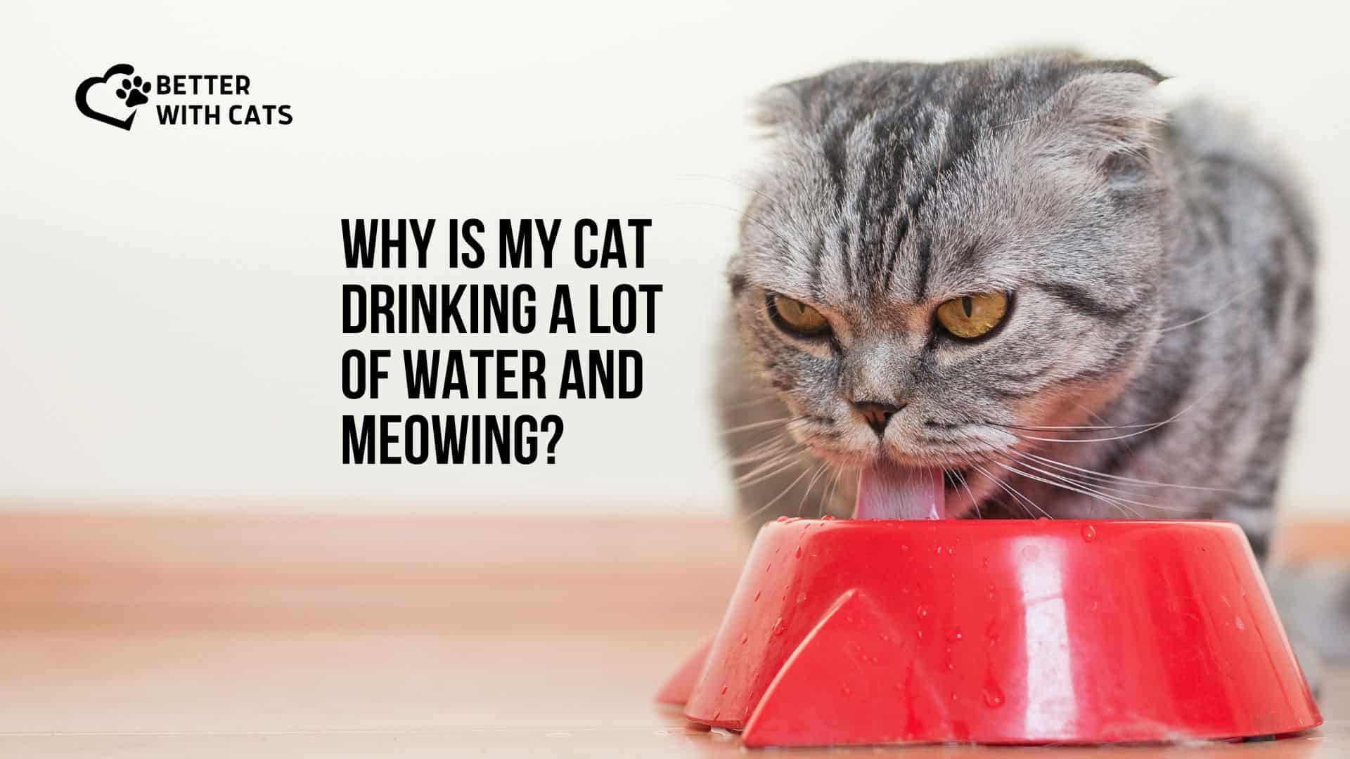 cat drinking water