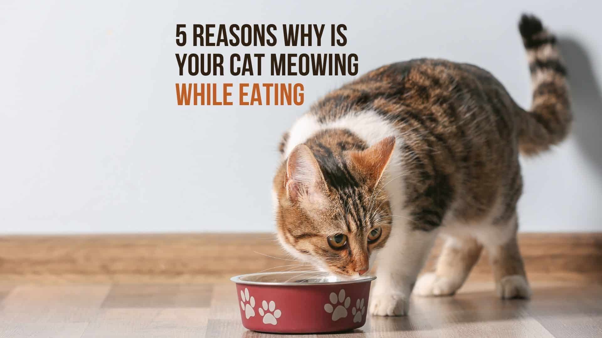 cat meowing while eating