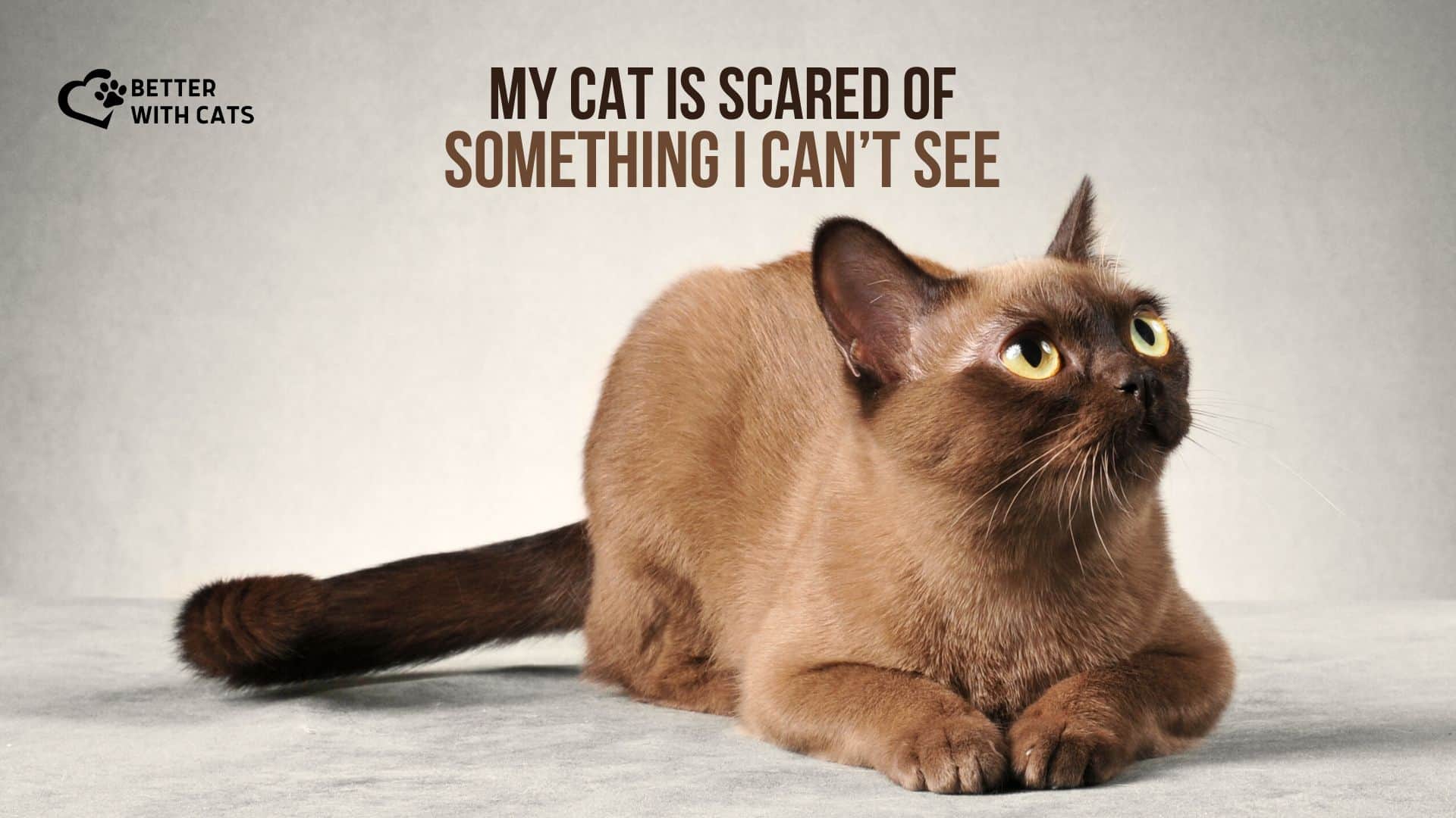 why is your cat scared