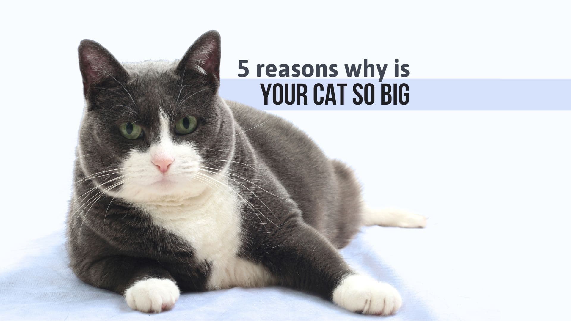 reasons why your cat is big