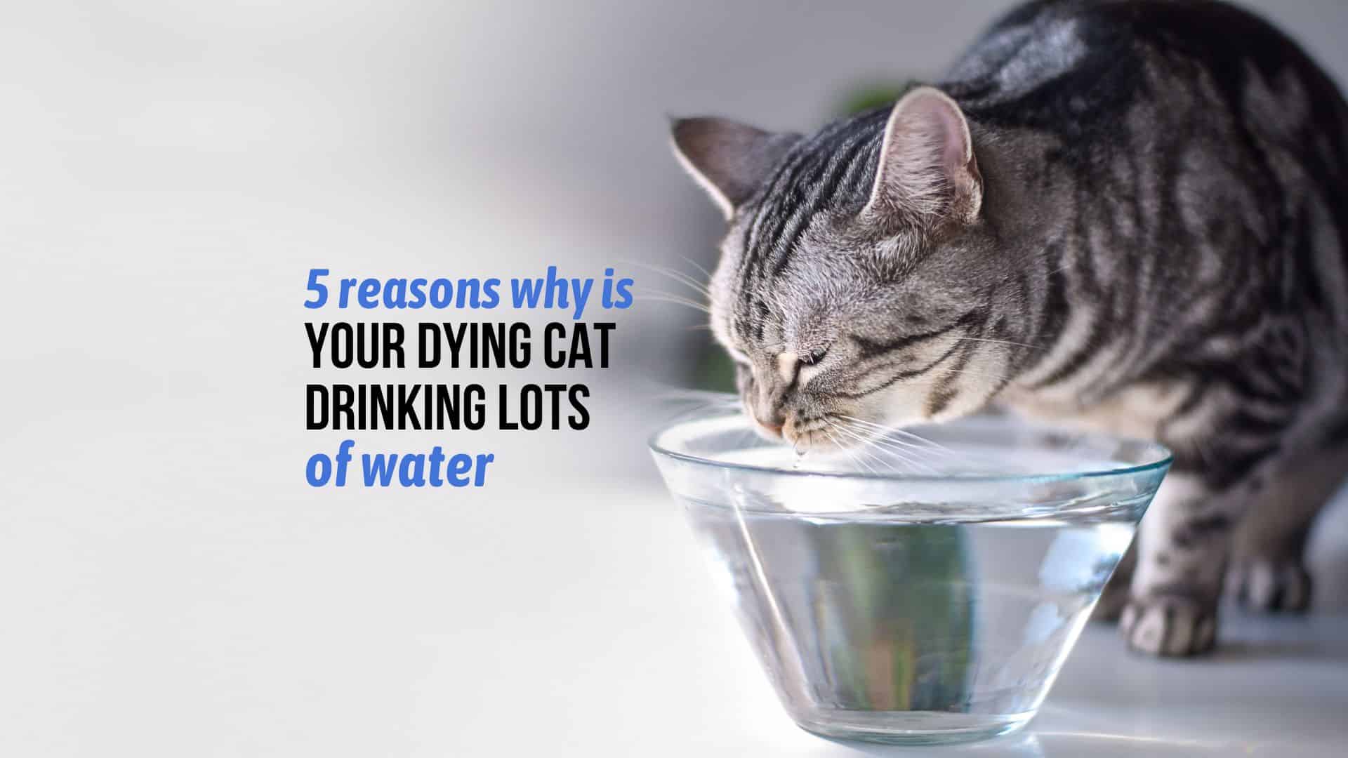 cat drinking water