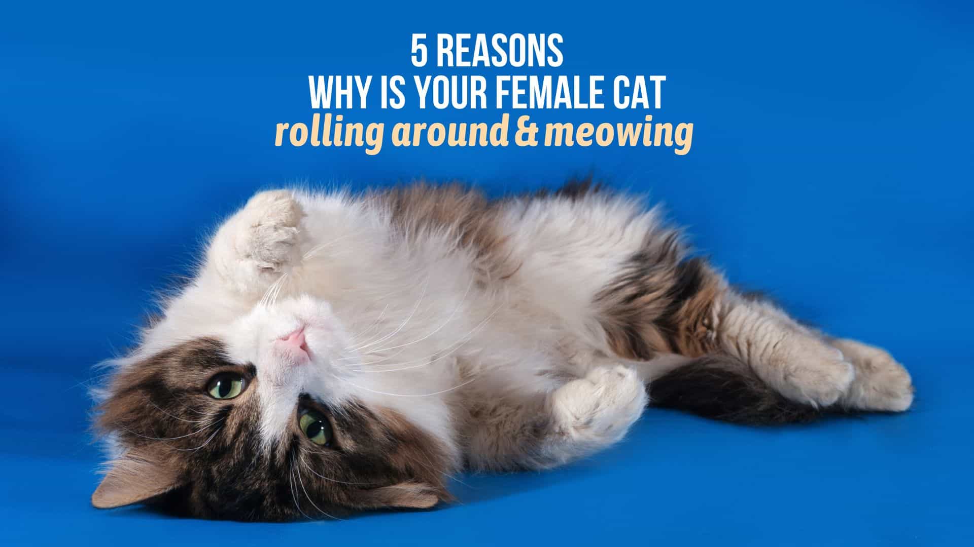 femal cat rolling and meowing