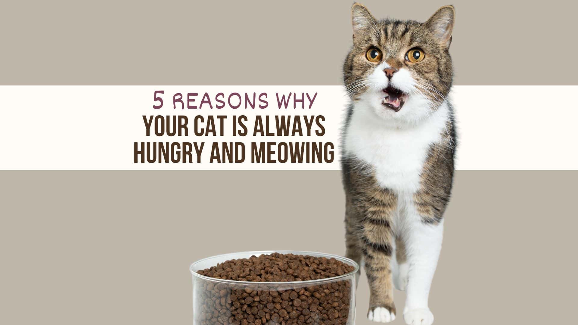 cat hungry and meowing