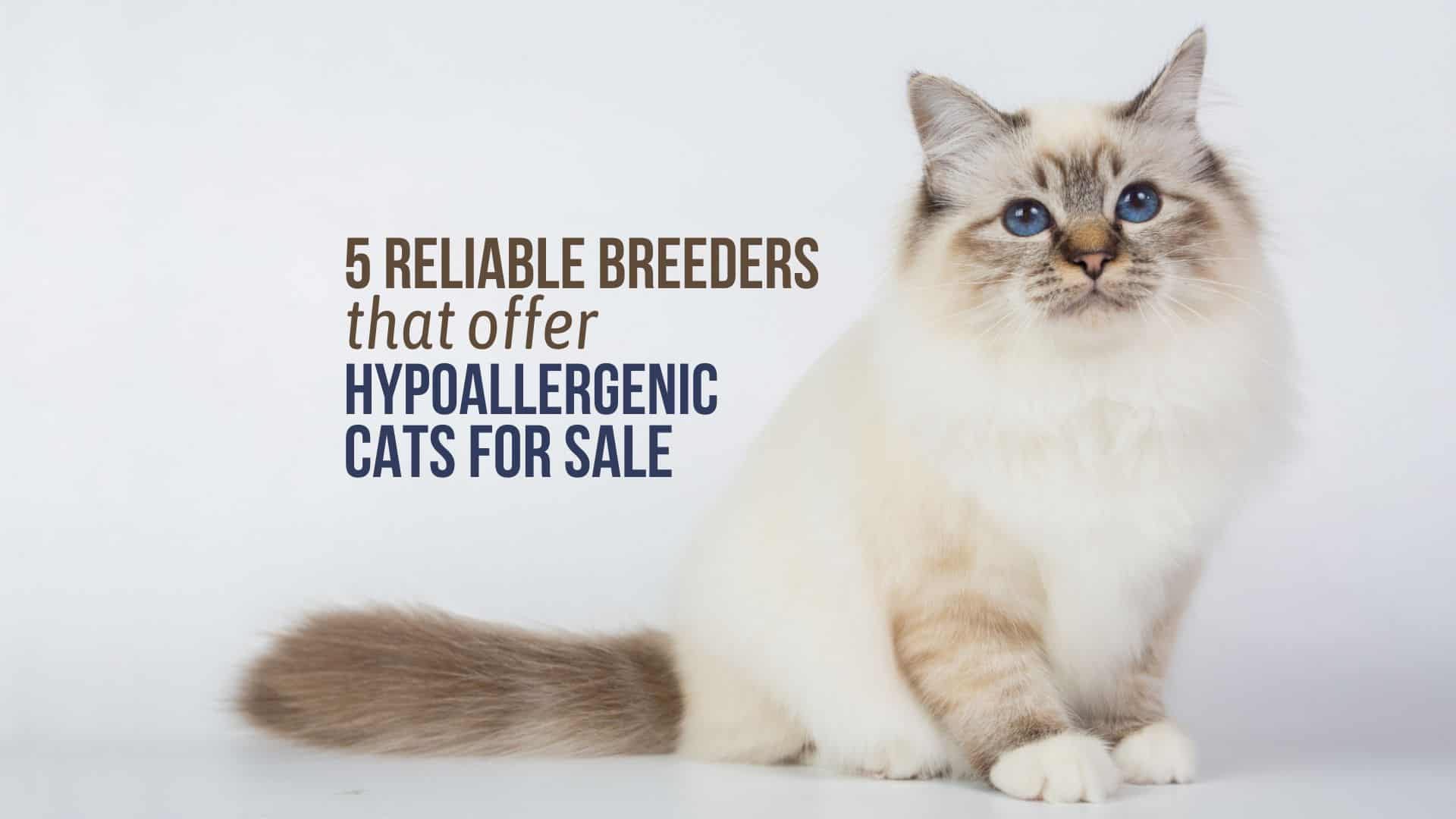 breeders that offer hypoallergenic cats