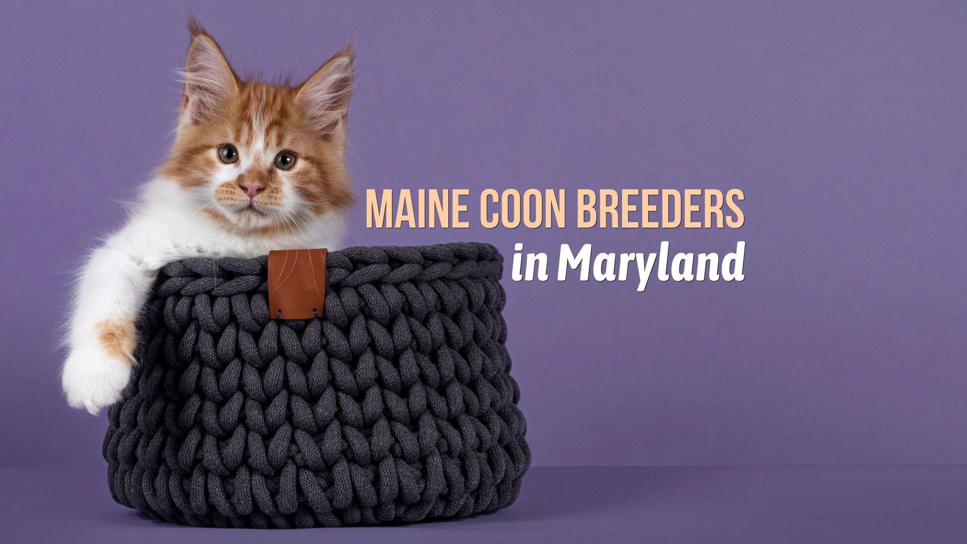 maine coon breeders