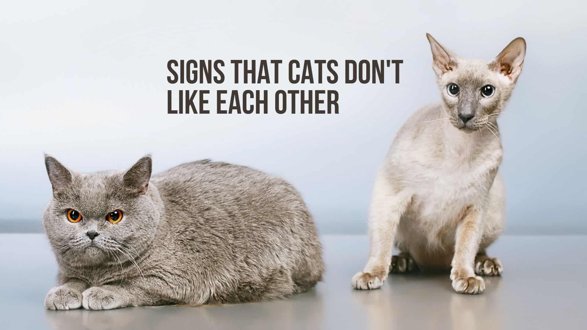 photo of two cats