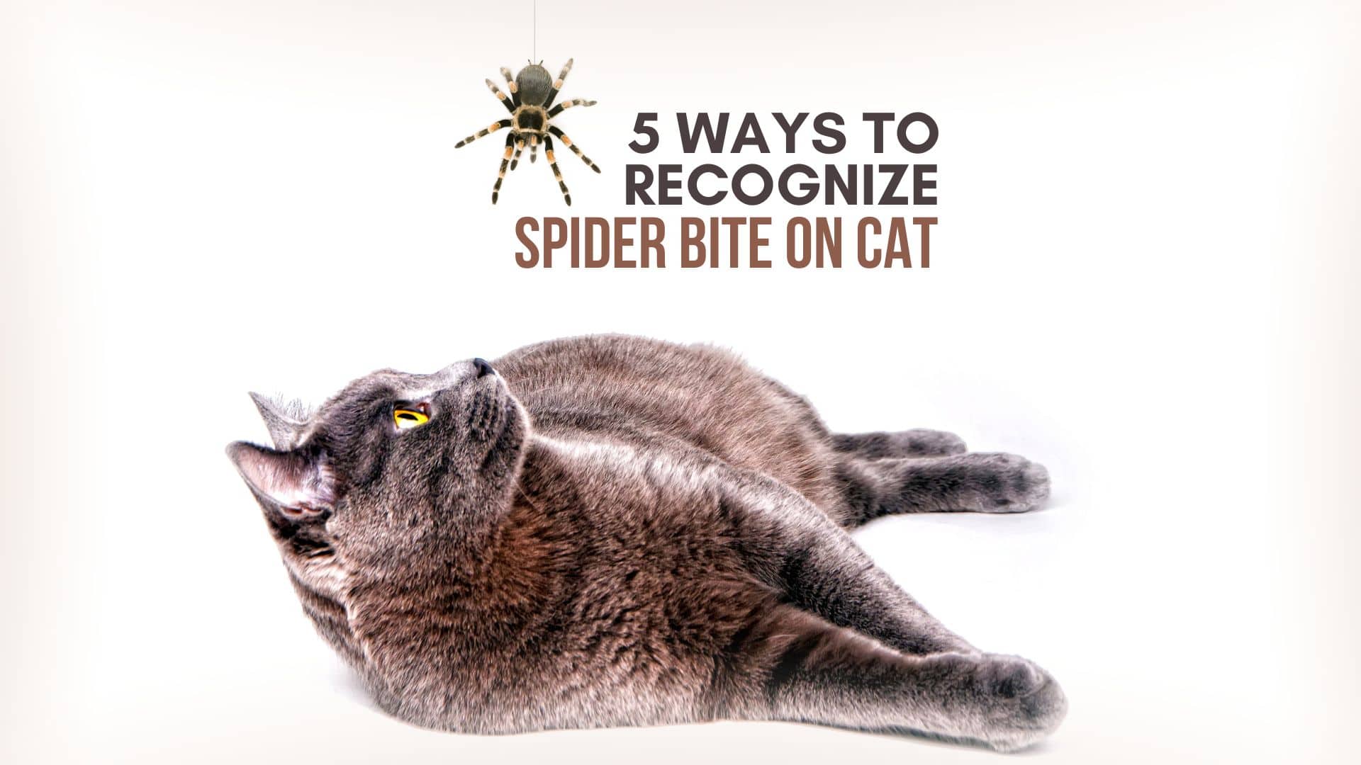 cat and spider