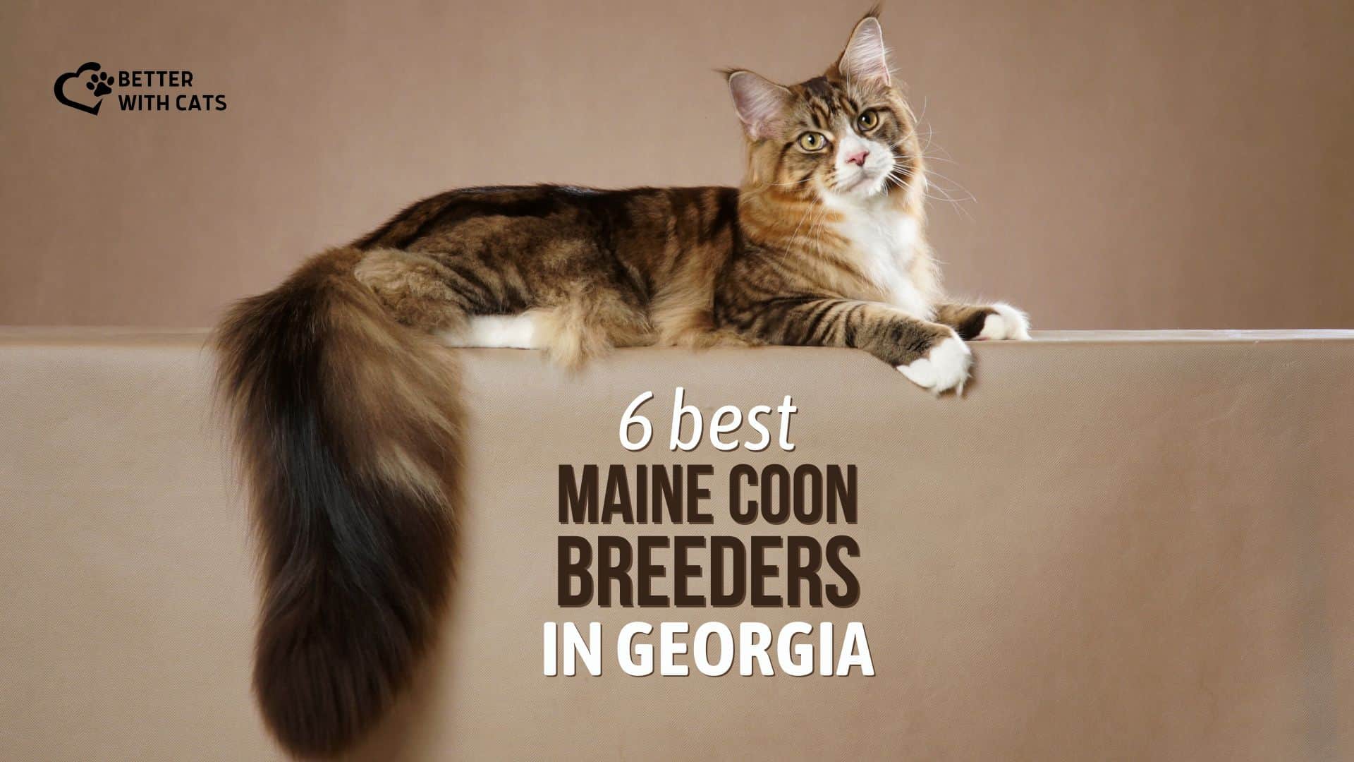 Best Maine Coon Breeders