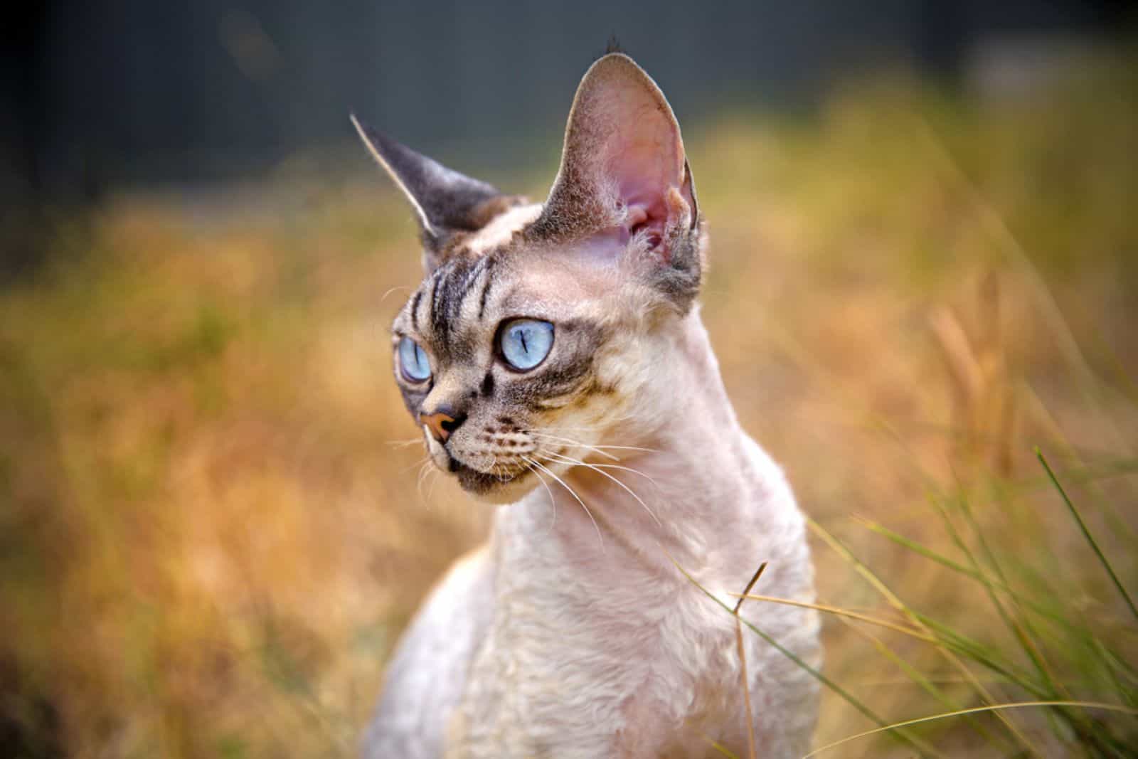 blue-eyed devon rex