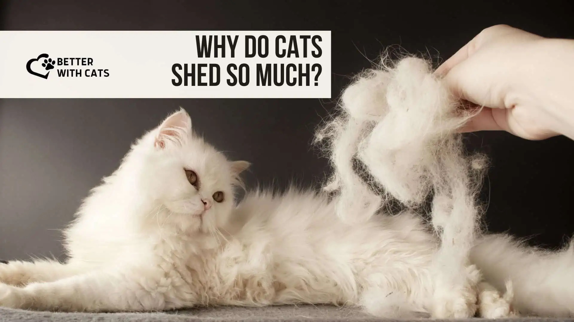 white persian cat shedding