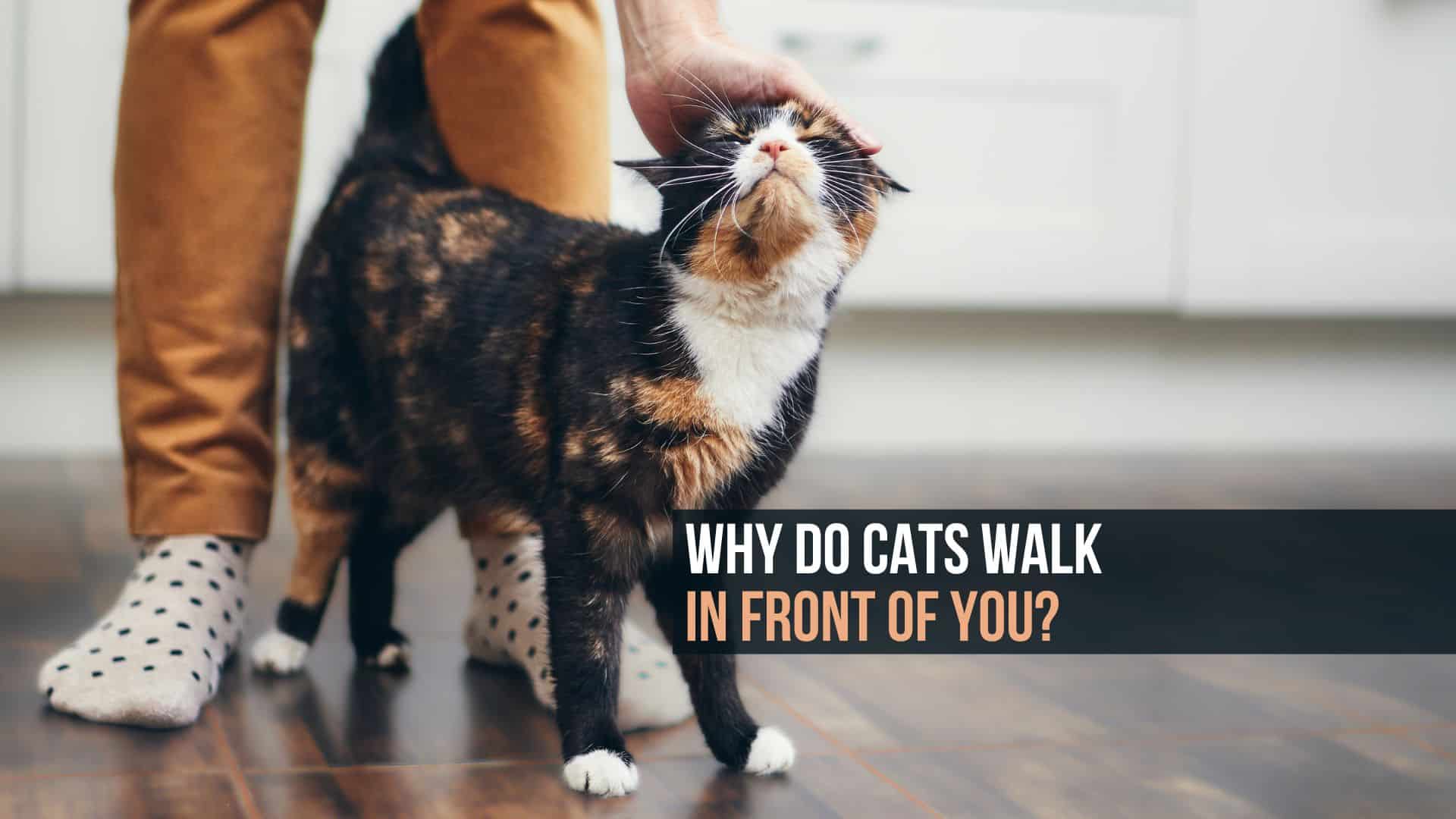 why are cats walking in front of you