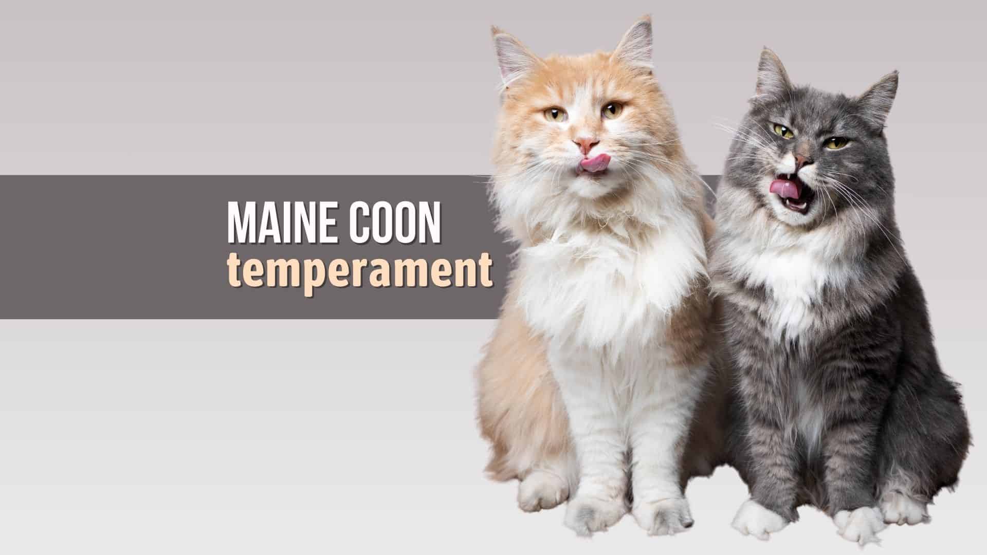 Maine Coon cat temperament