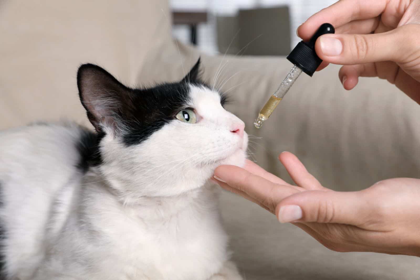 woman treating sick cat with oil