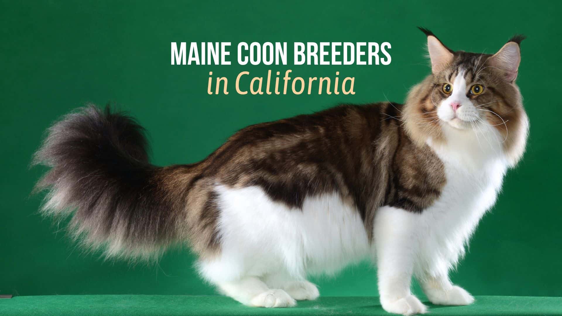 Maine Coon Breeders In California