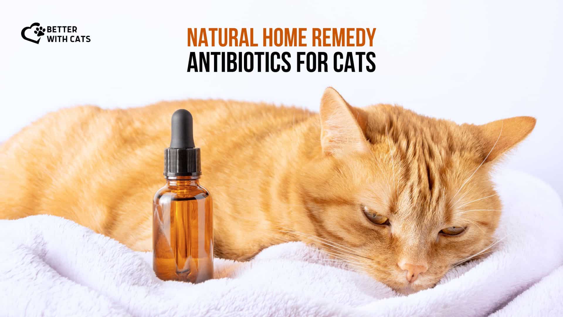 home remedies for cats