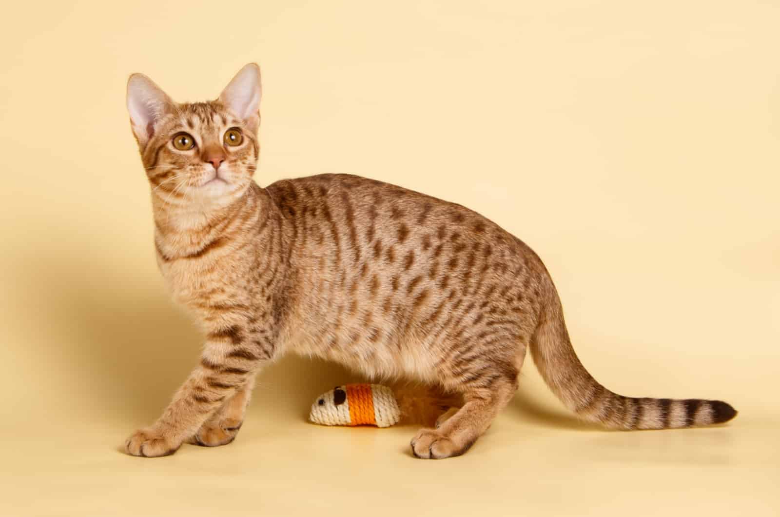 ocicat