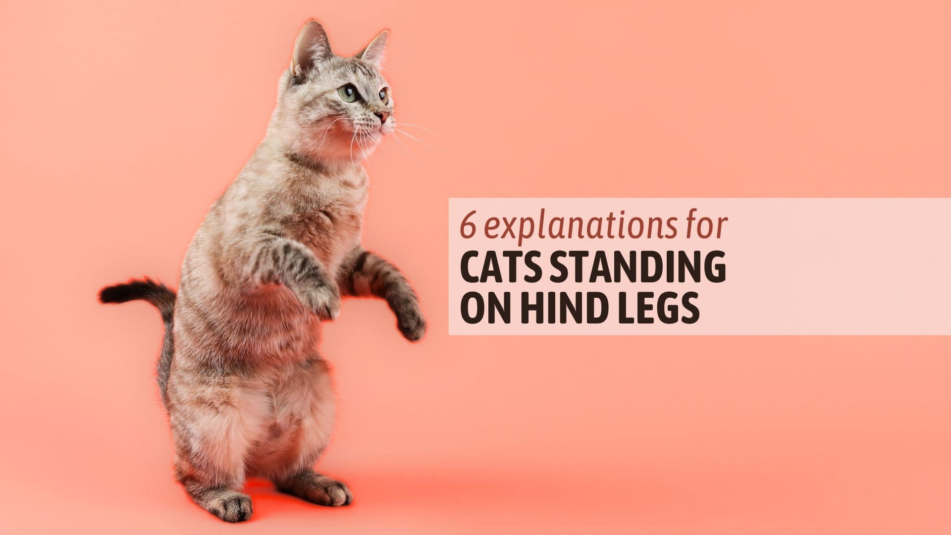 cat standing on hind legs