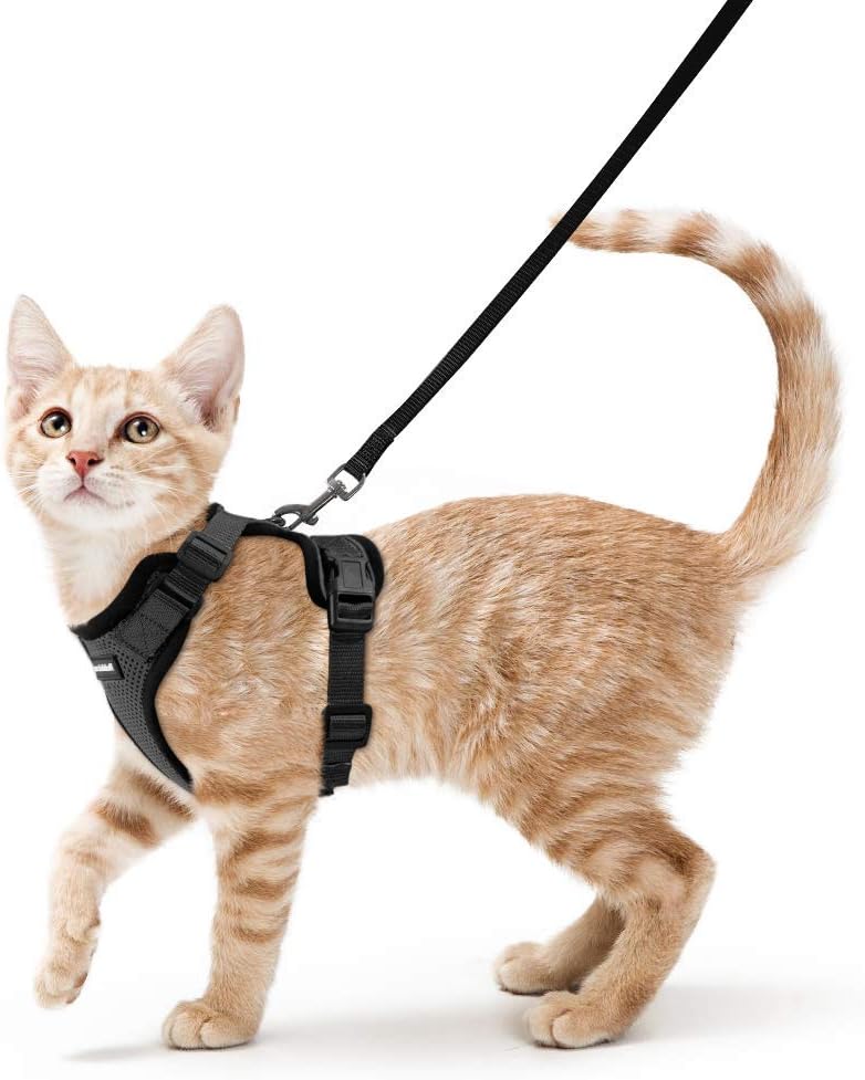 leash walking with your cat for fun activity