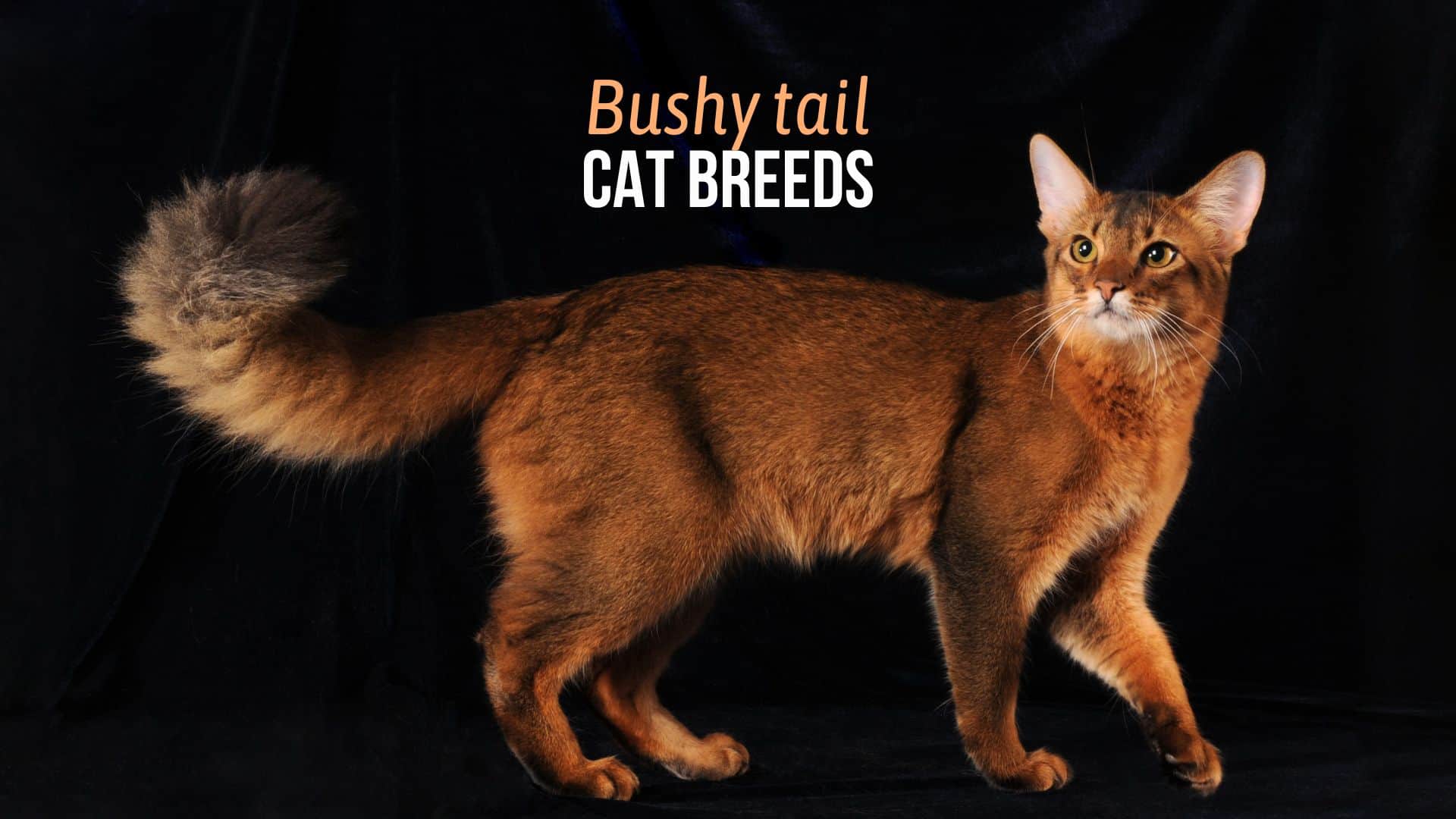 Bushy tail cat