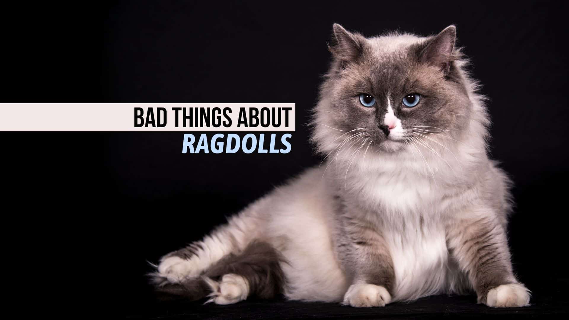 ragdoll cat sitting