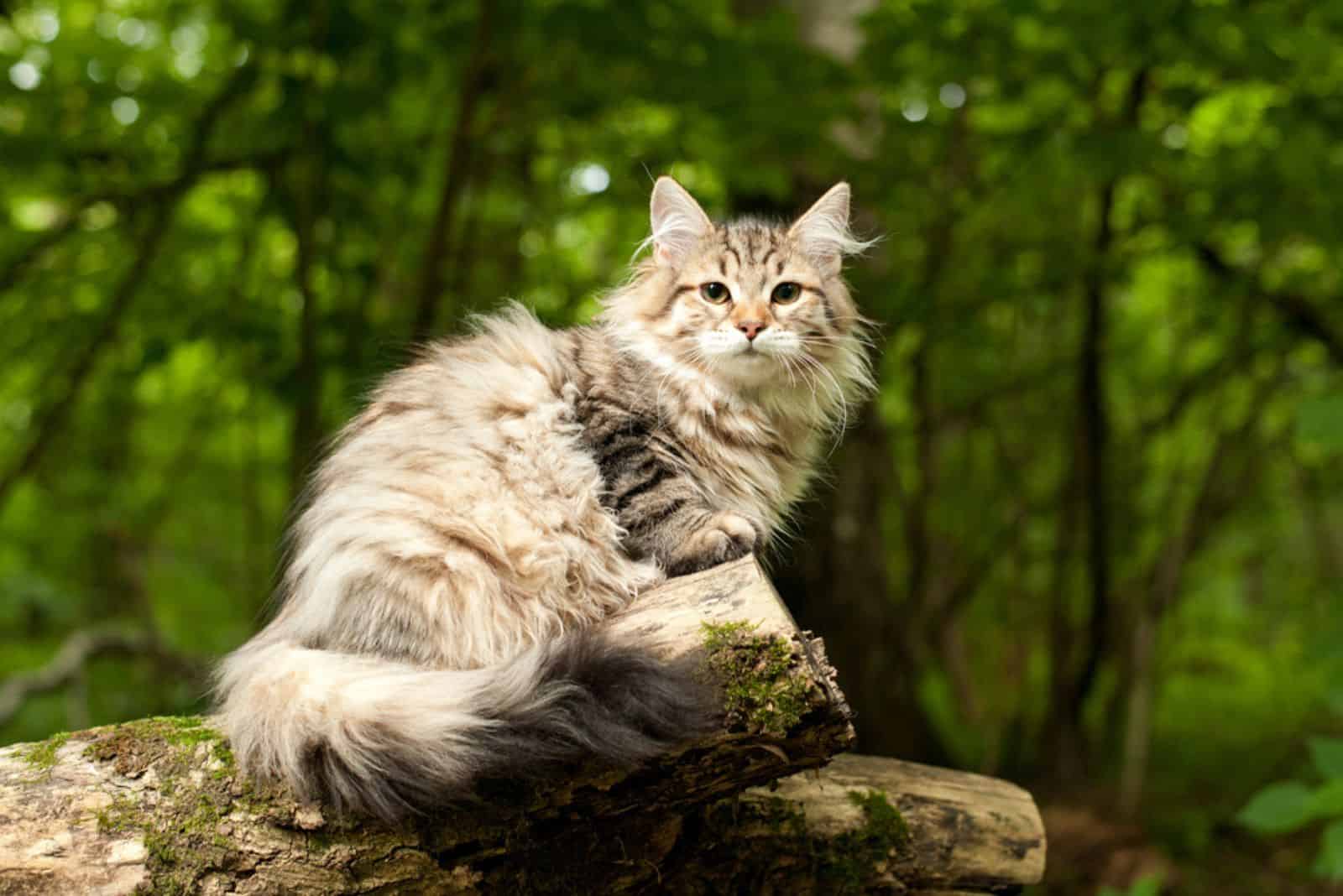 siberian cat in woods