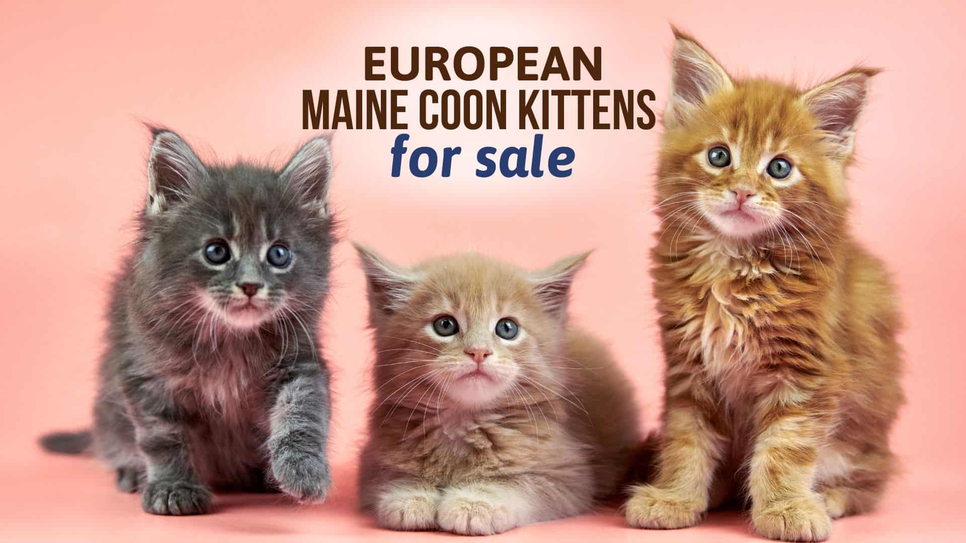 european maine coon kittens