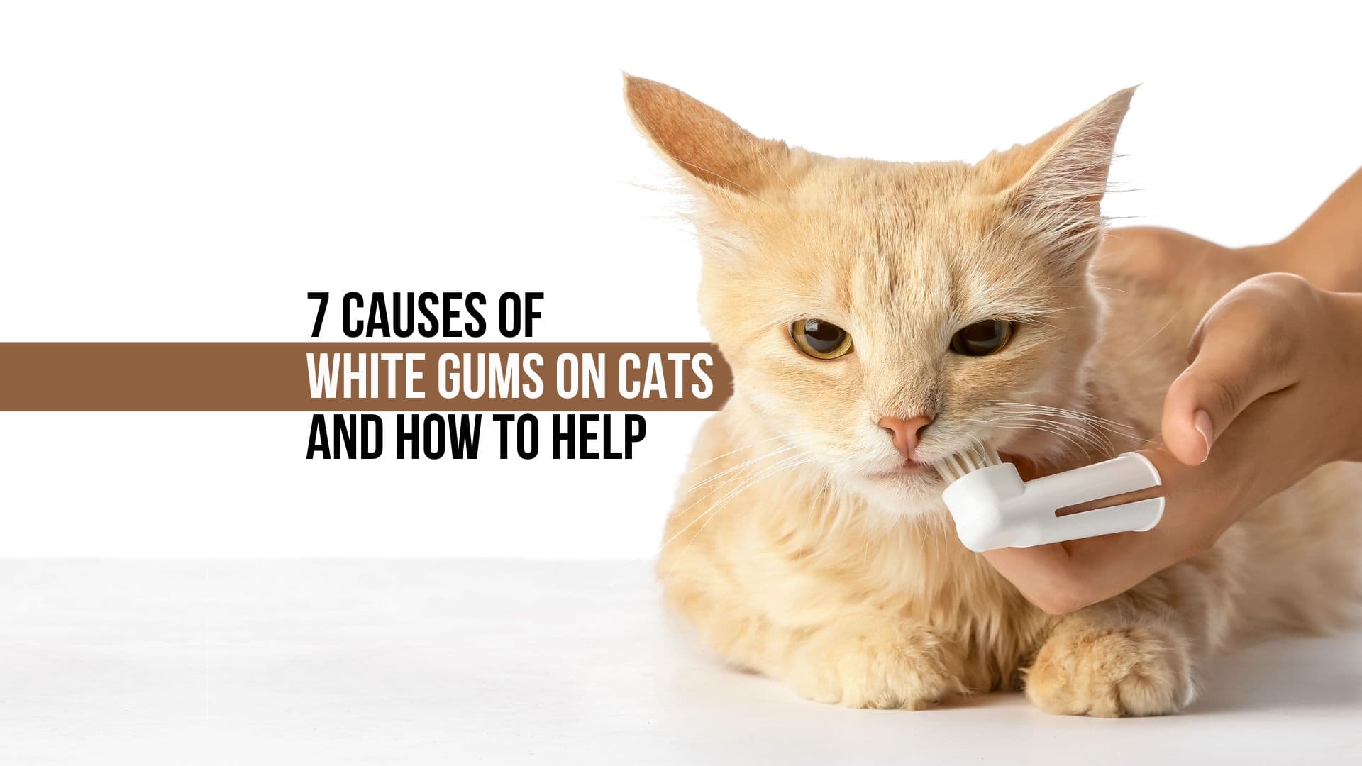 white gums on cats