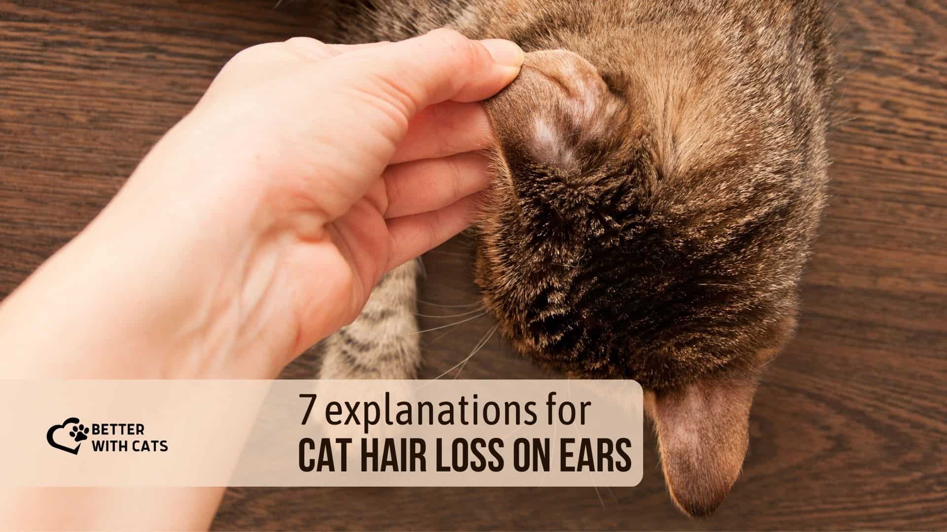 cat har loss on ears