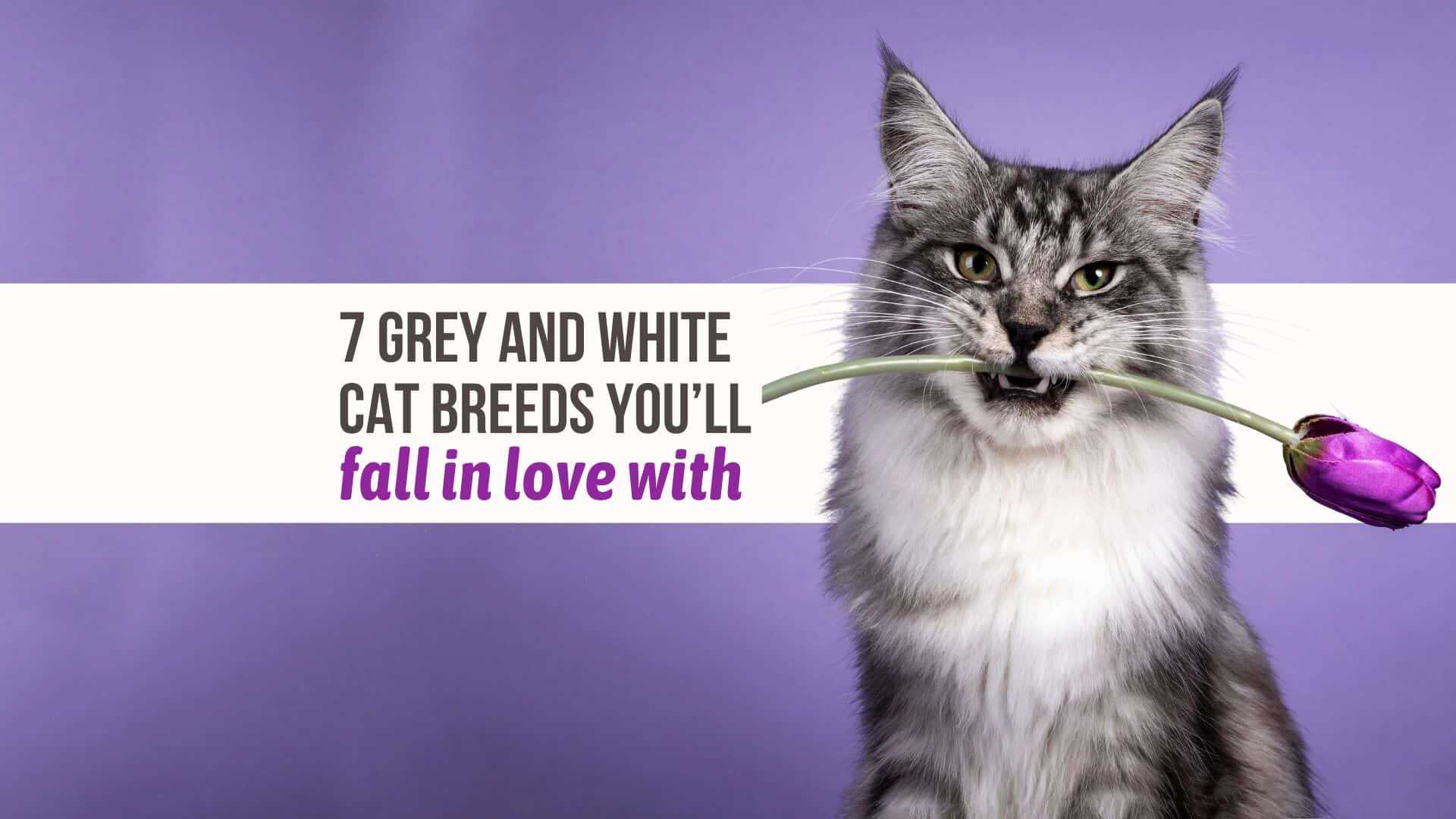 grey and white cat breeds