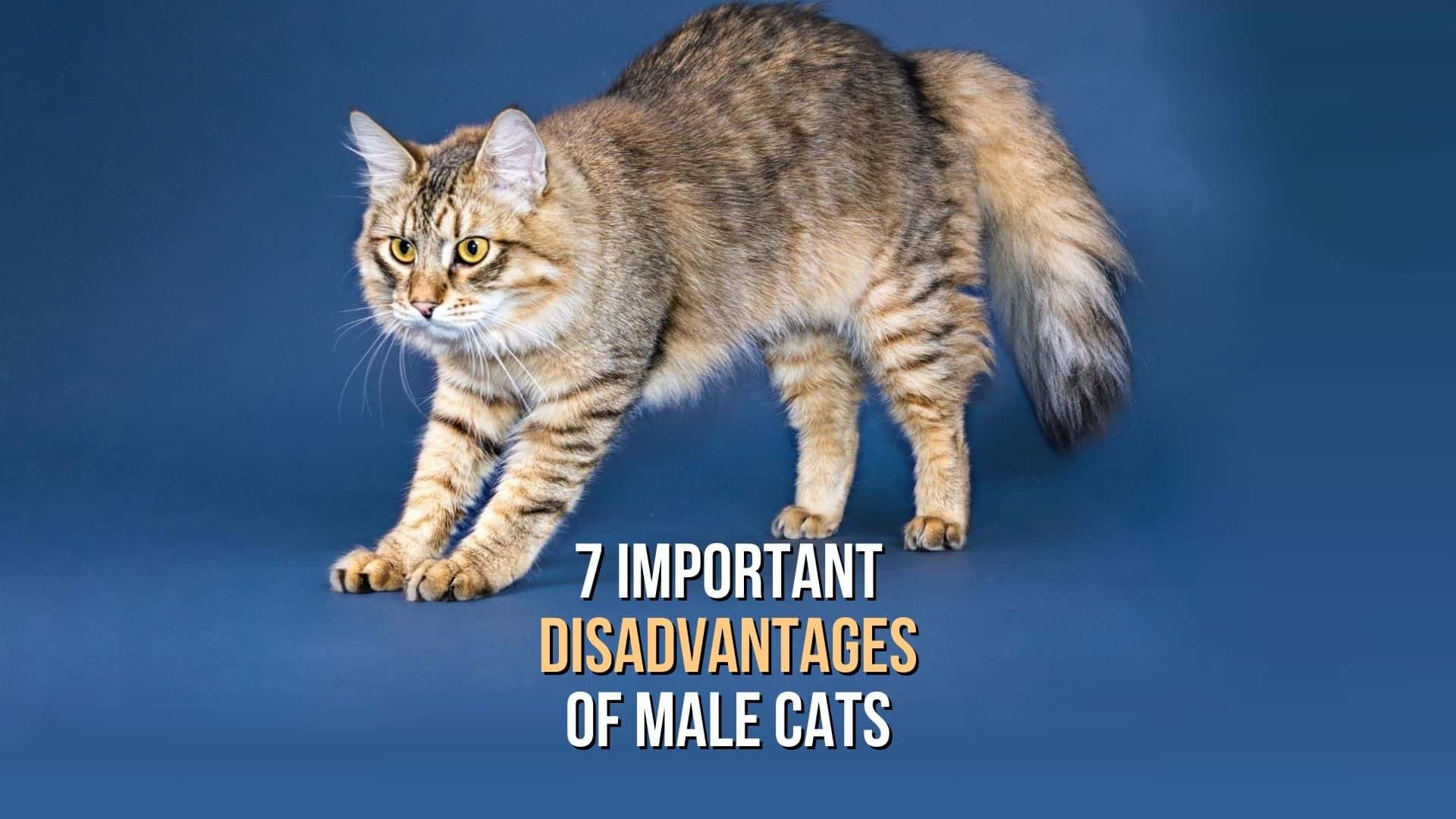 disadvantages of male cats