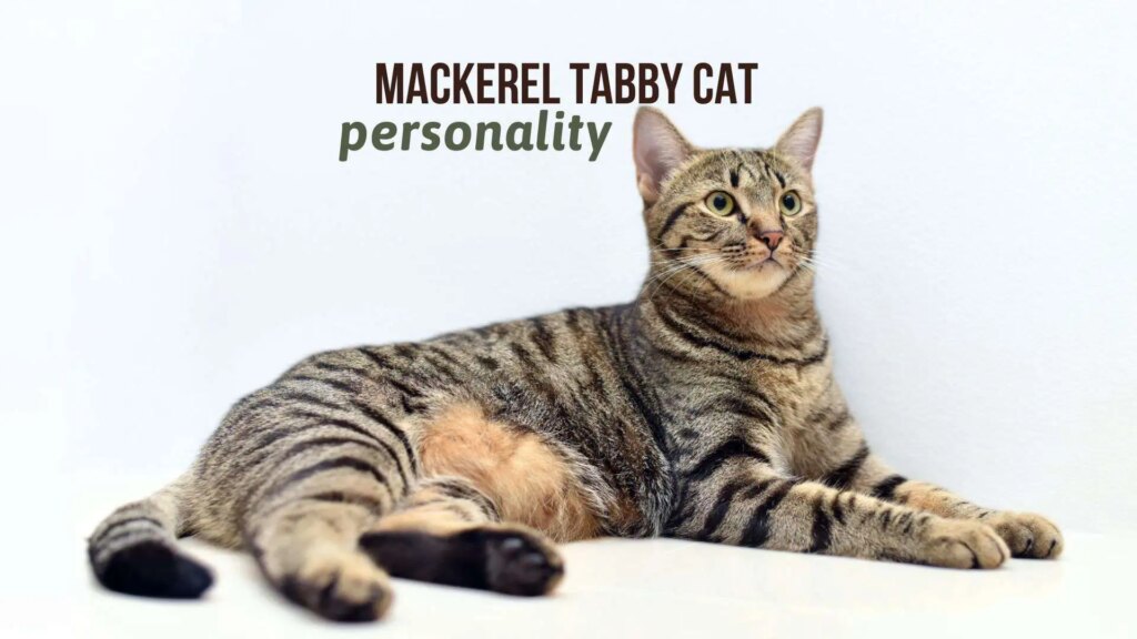 Mackerel Tabby cat