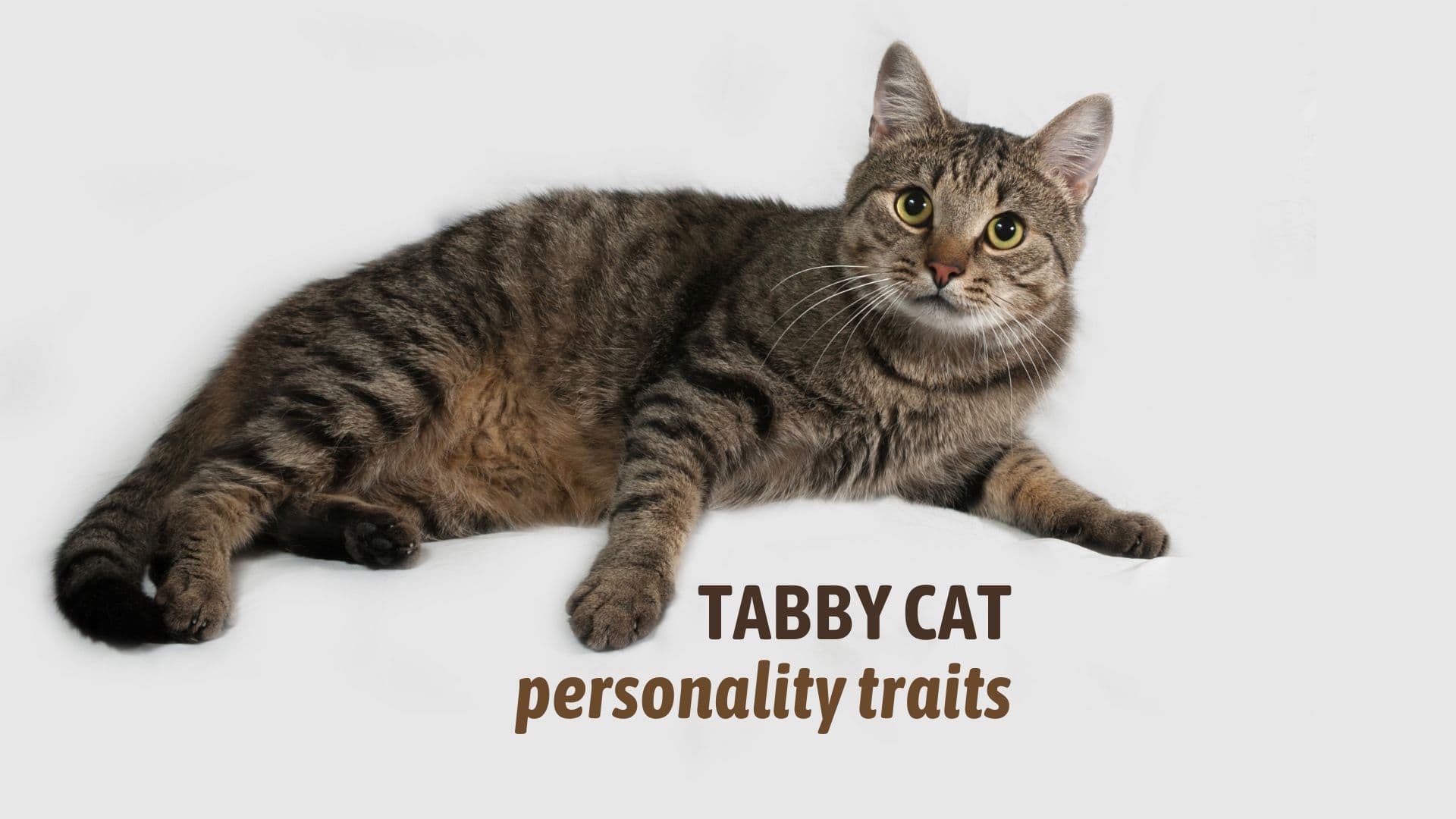 tabby cat personality traits