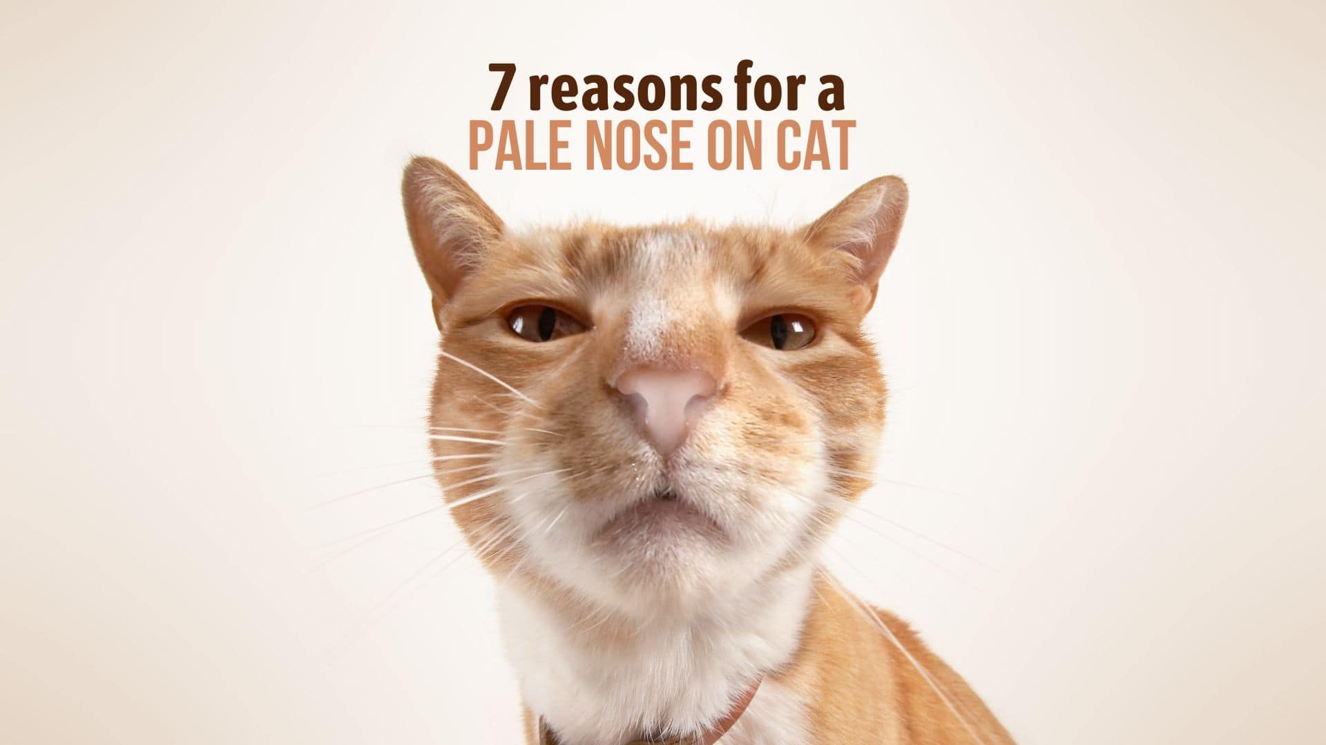 Reasons For A Pale Nose On Cat