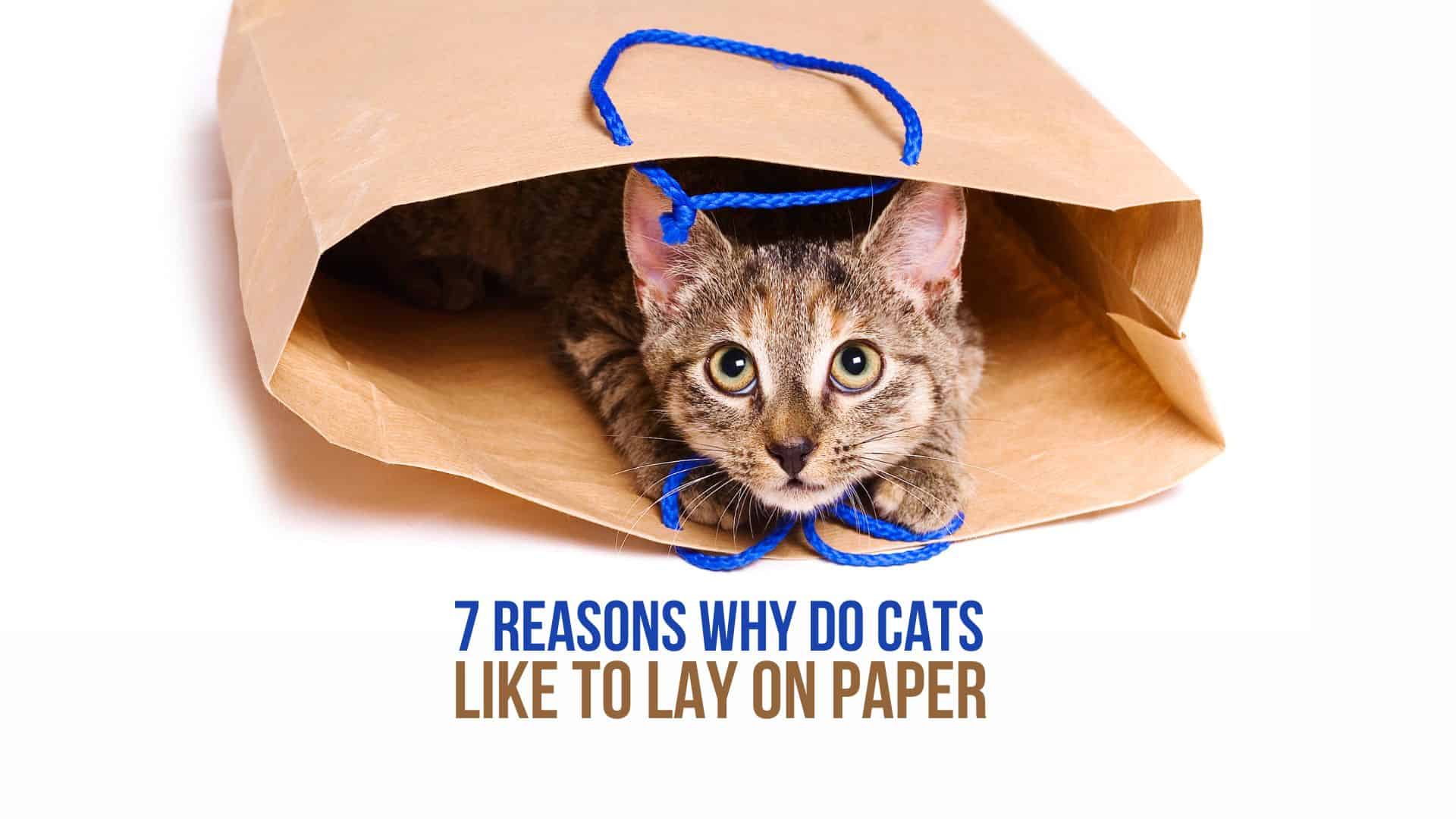 cat on paper