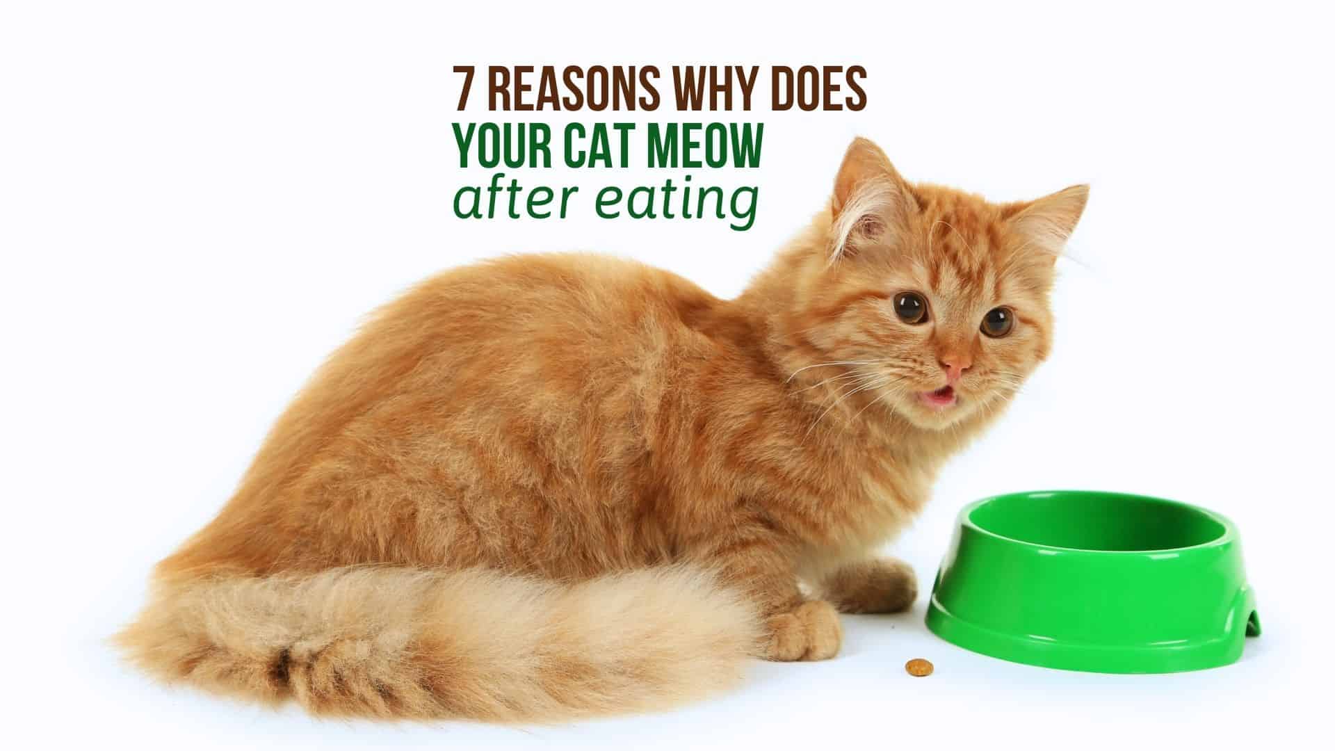 ginger cat next to a green food bowl