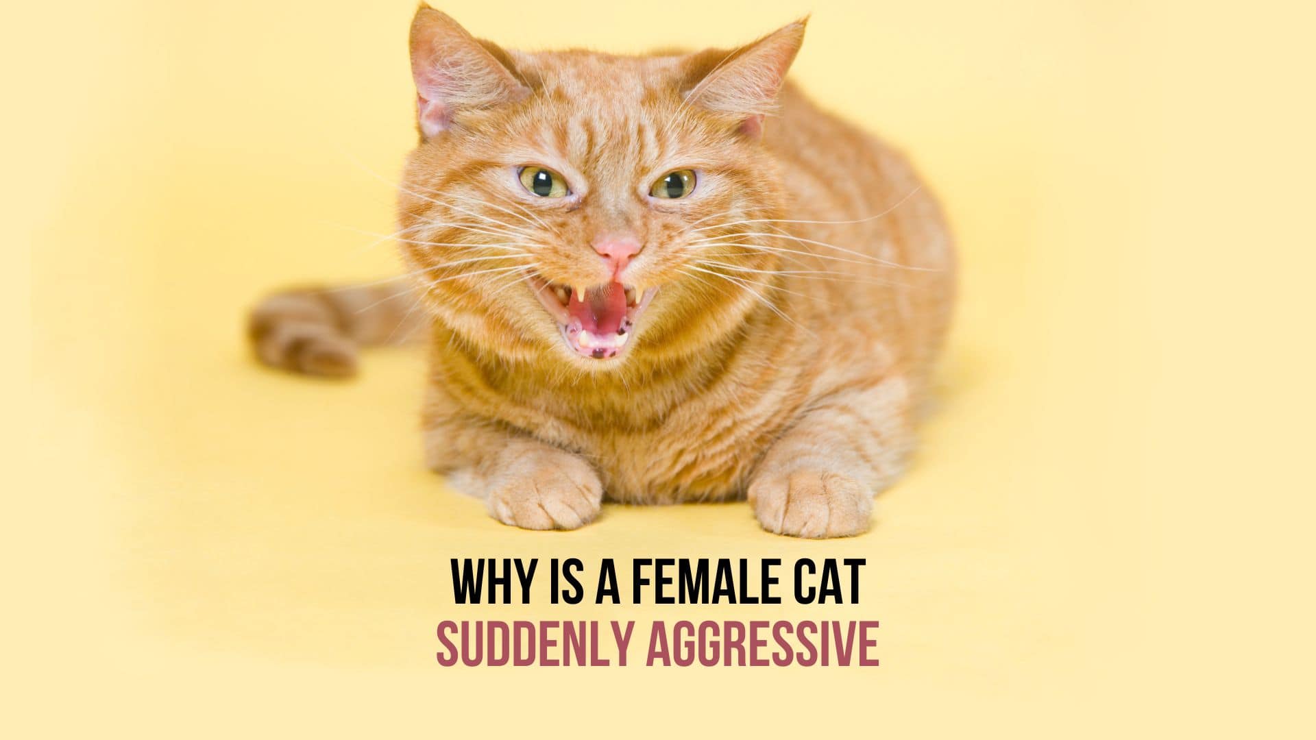 aggressive cat