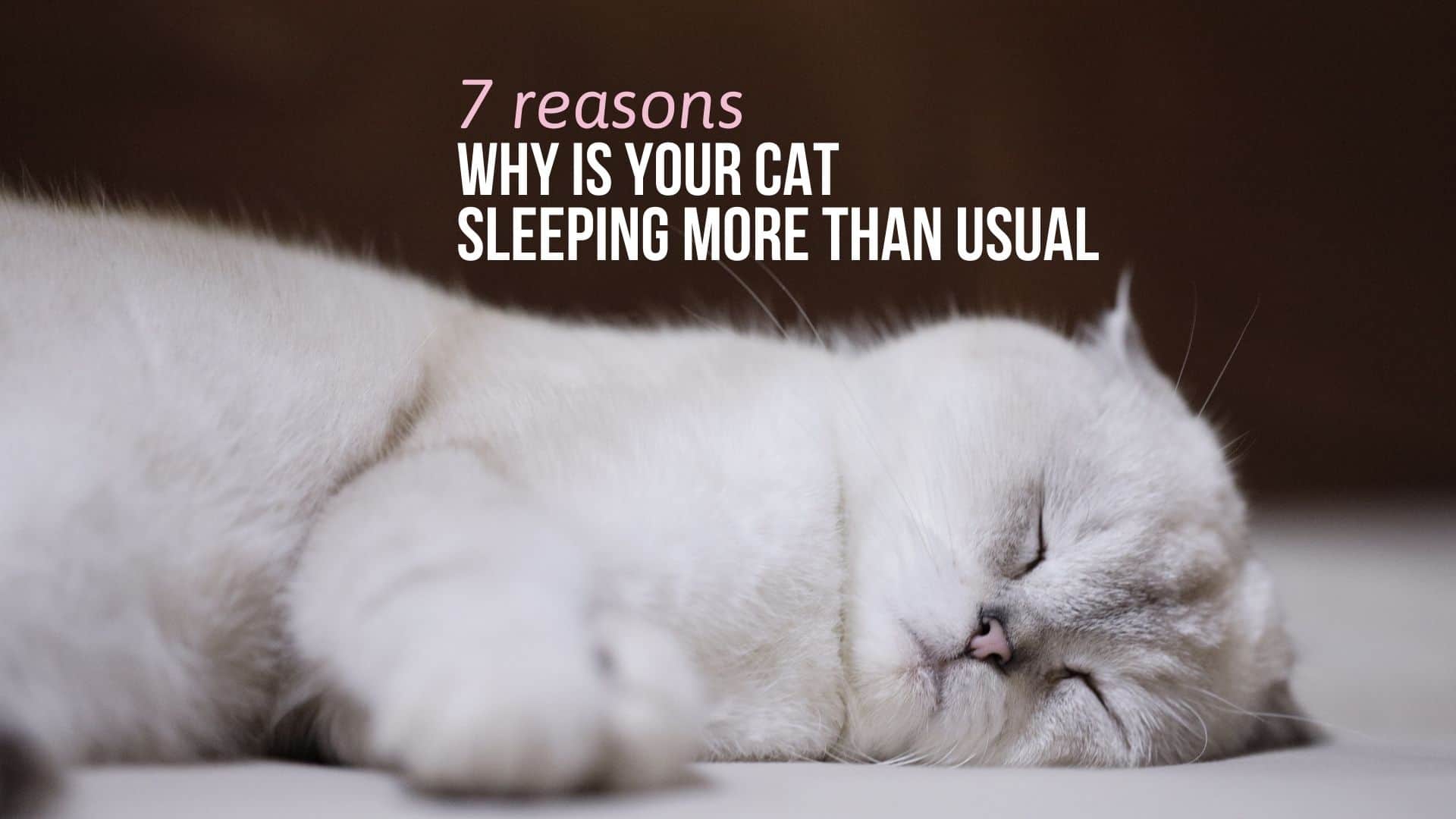 Why Is Your Cat Sleeping More Than Usual